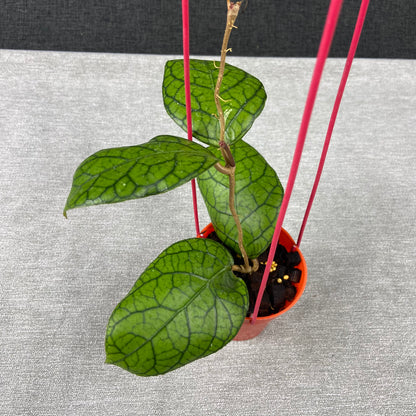 RP75-9 Hoya SP Tanggamus x Callistophylla