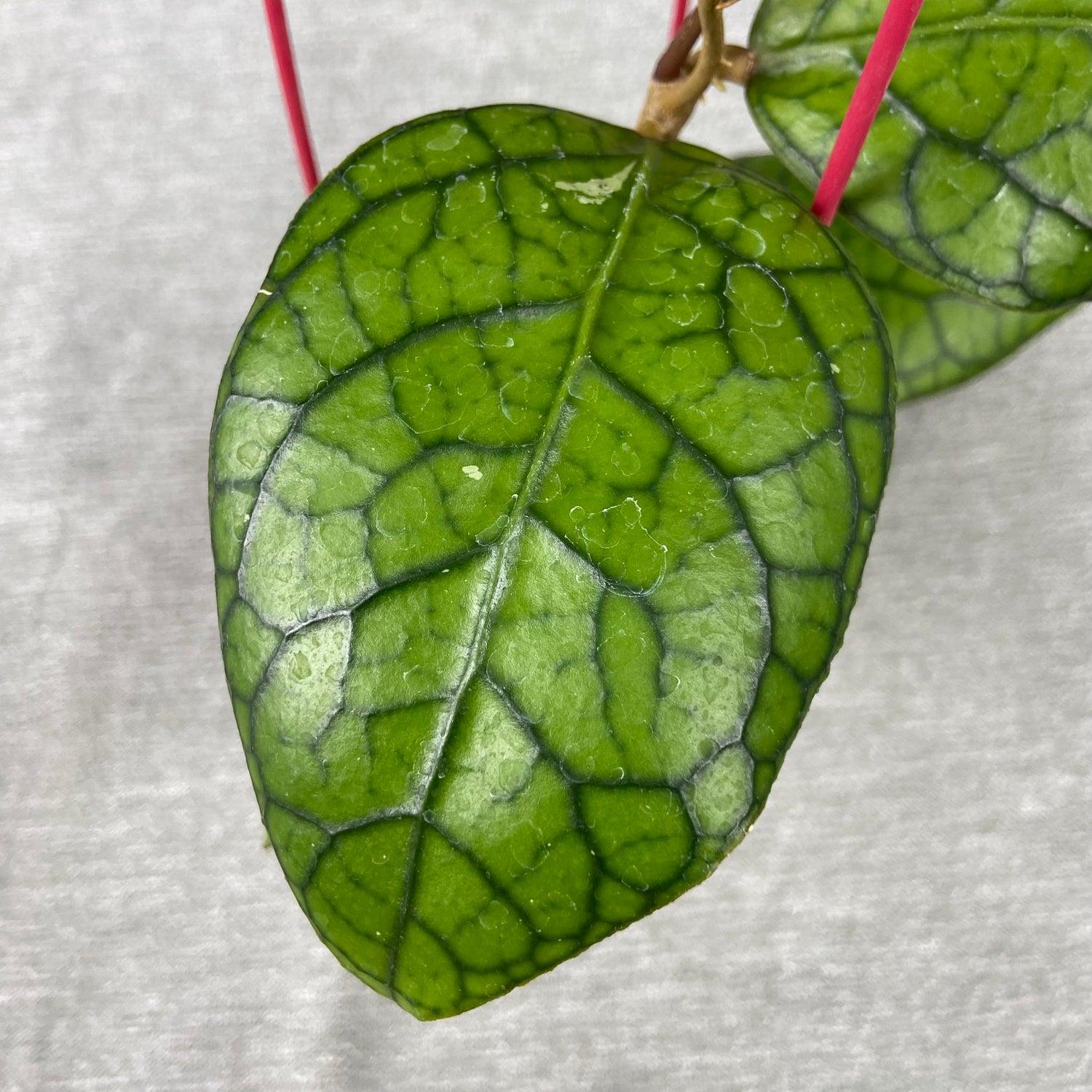 RP75-9 Hoya SP Tanggamus x Callistophylla