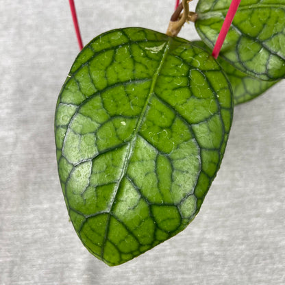 RP75-9 Hoya SP Tanggamus x Callistophylla