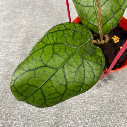 RP75-9 Hoya SP Tanggamus x Callistophylla