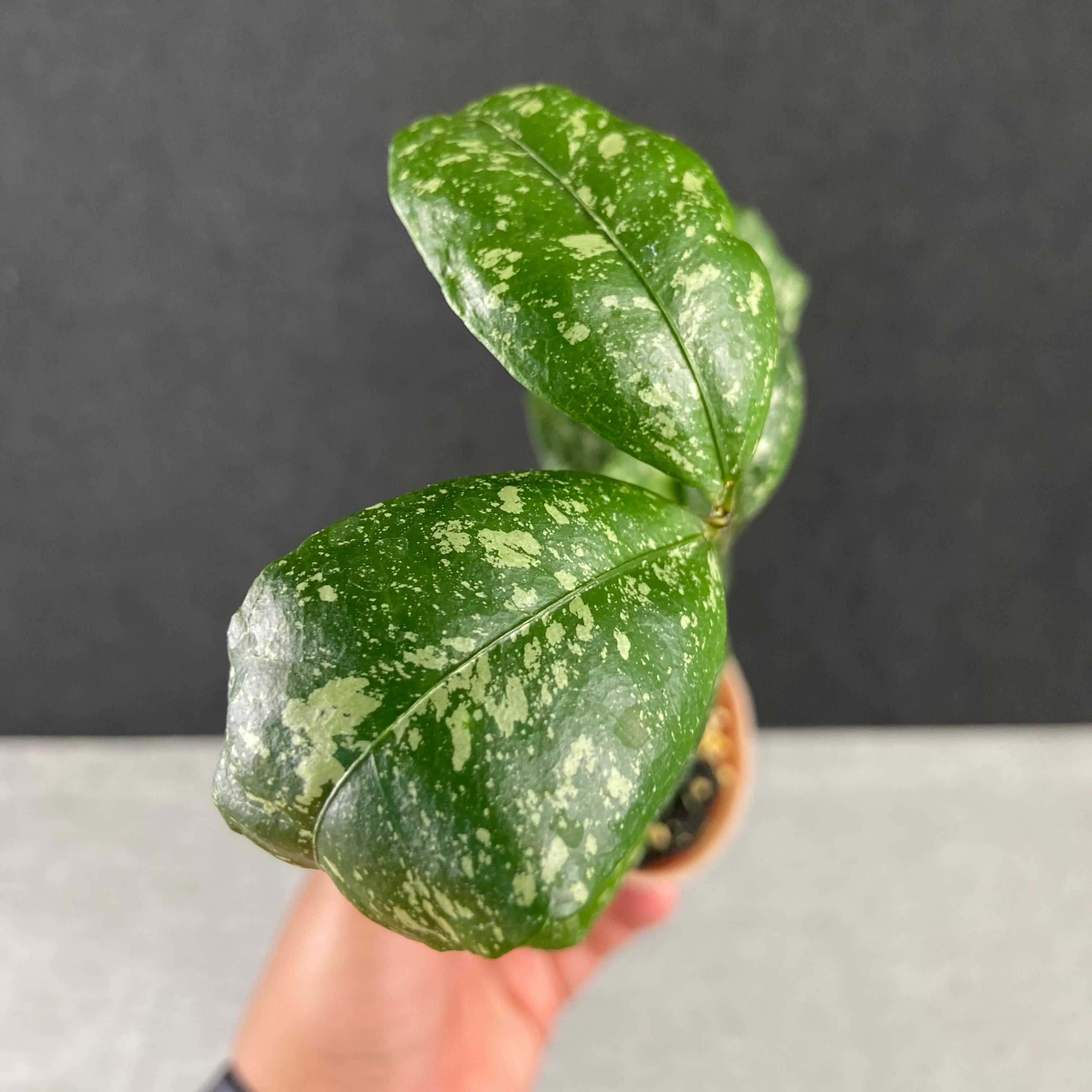 RP78-9 Hoya SP Garut High Splash