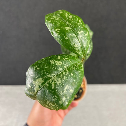 RP78-9 Hoya SP Garut High Splash