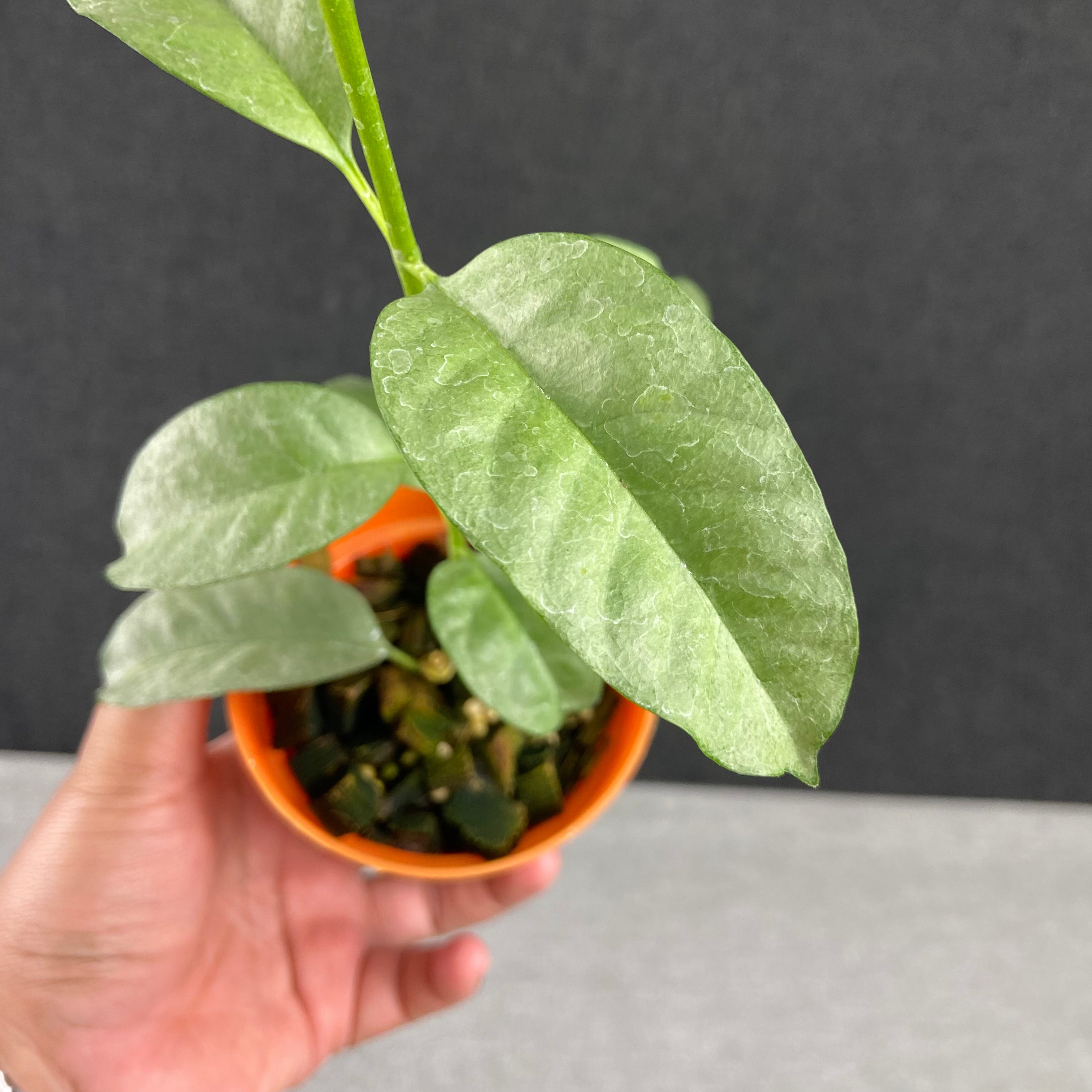 RP79-9 Hoya Multiflora Wonderphil