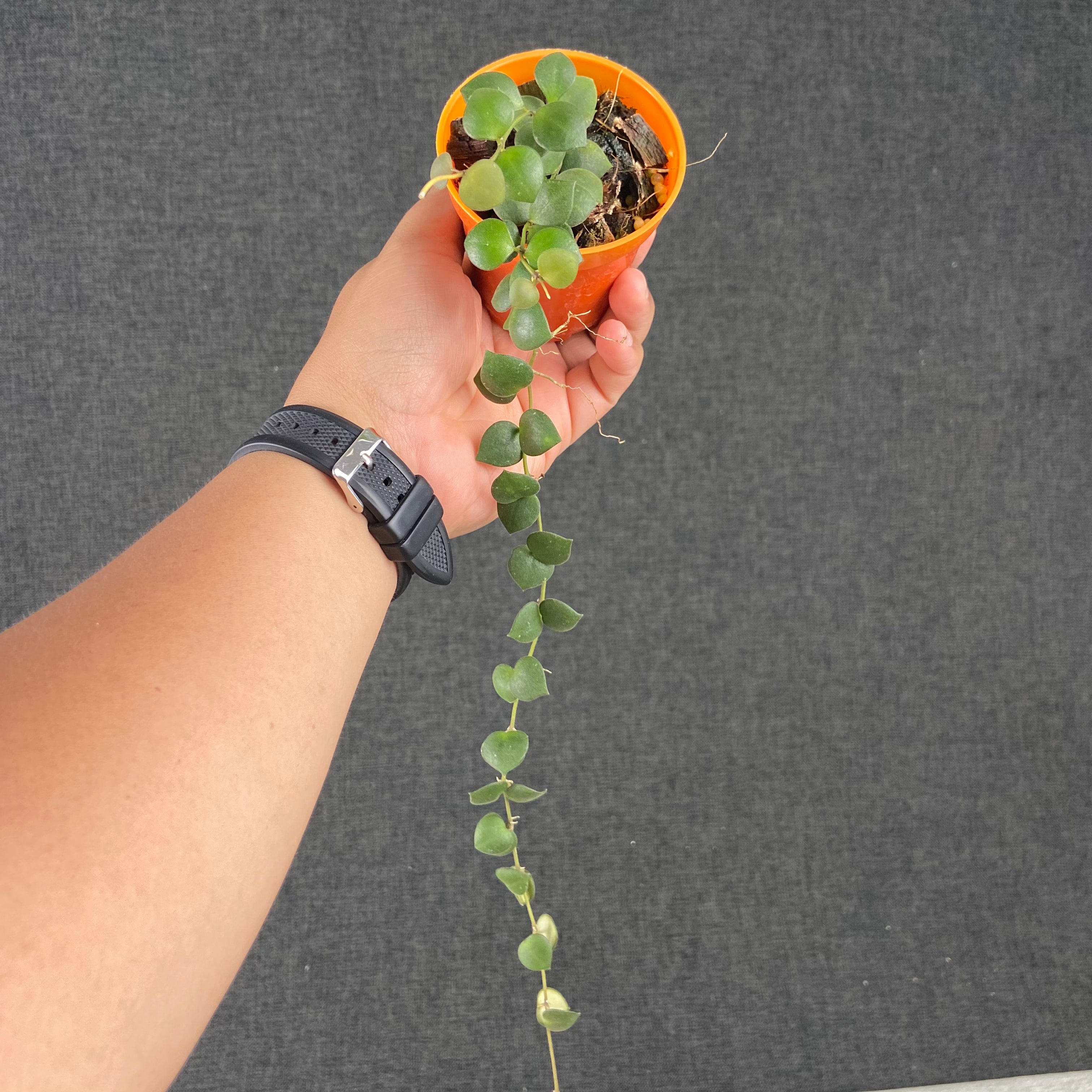 RP80-9 Hoya Boyceii Little Heart