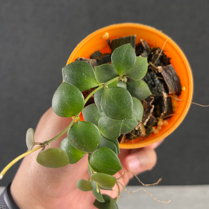 RP80-9 Hoya Boyceii Little Heart