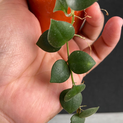 RP80-9 Hoya Boyceii Little Heart