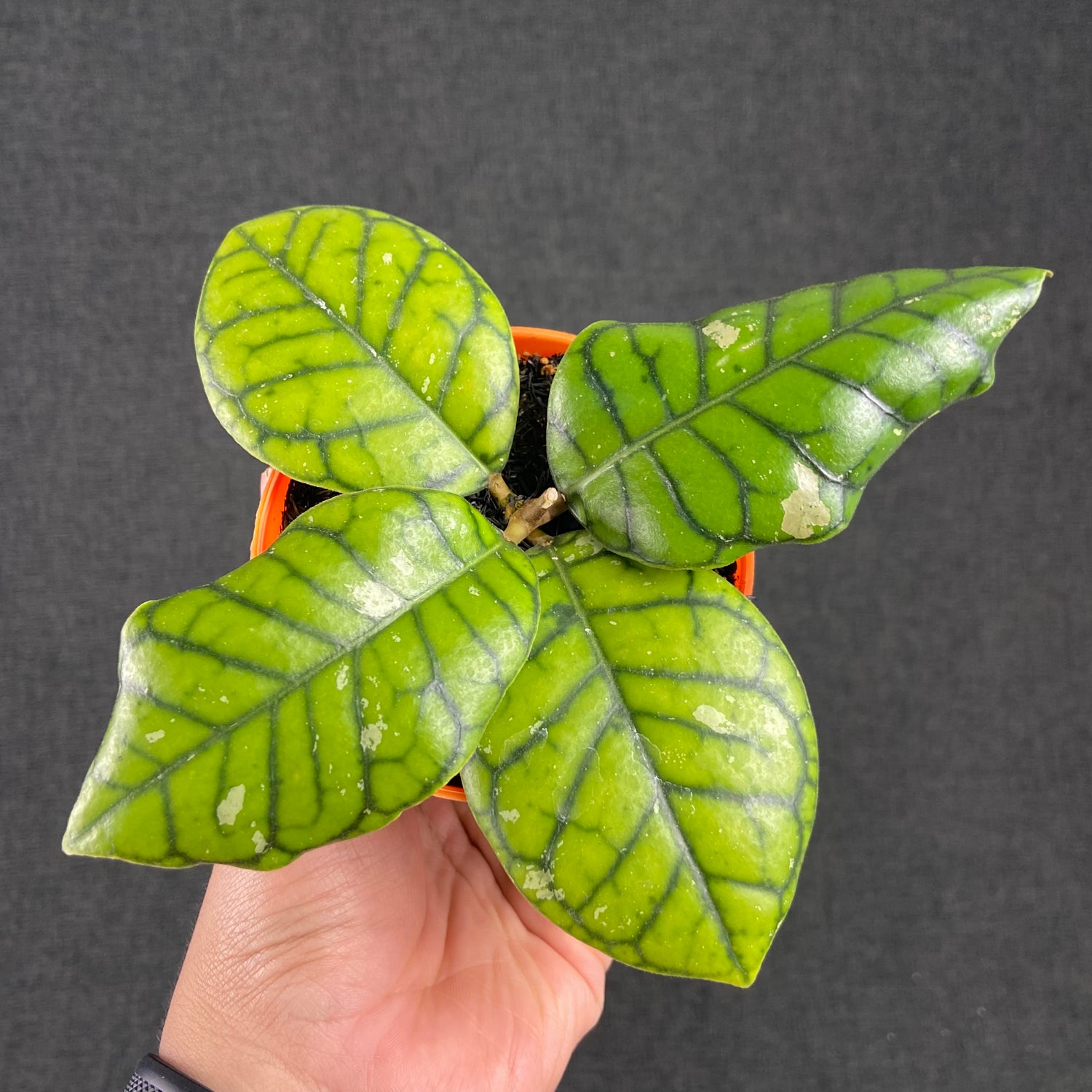RP81-9 Hoya Callistophylla Chibi