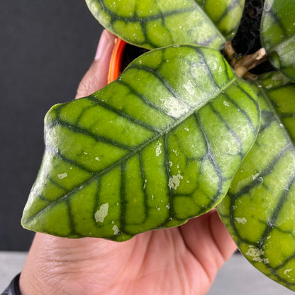 RP81-9 Hoya Callistophylla Chibi