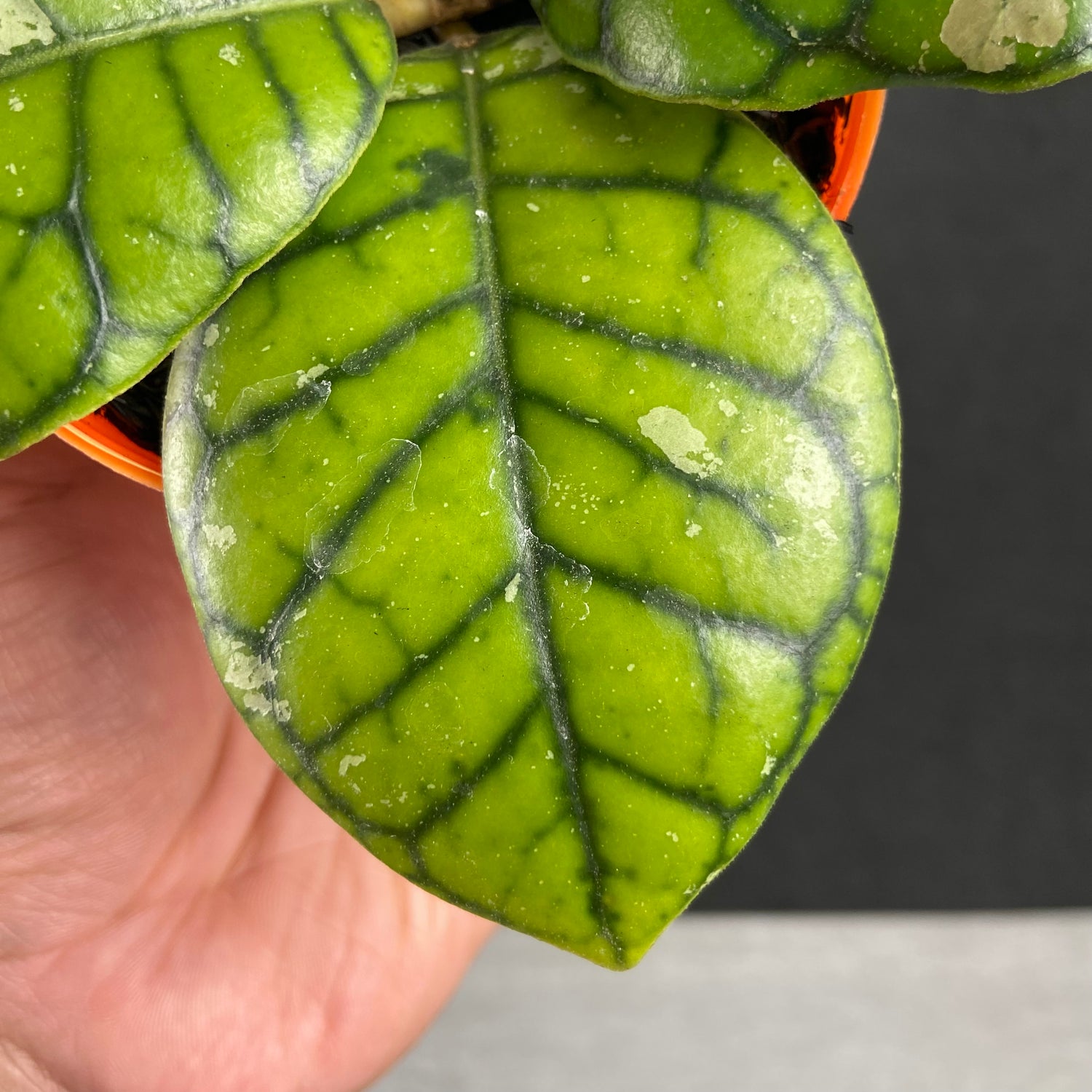 RP81-9 Hoya Callistophylla Chibi