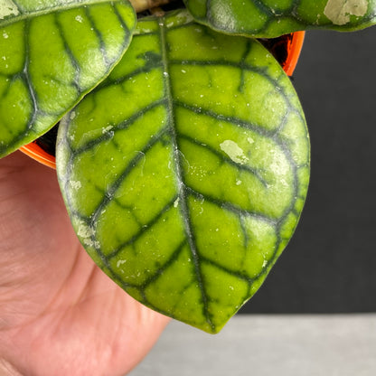 RP81-9 Hoya Callistophylla Chibi