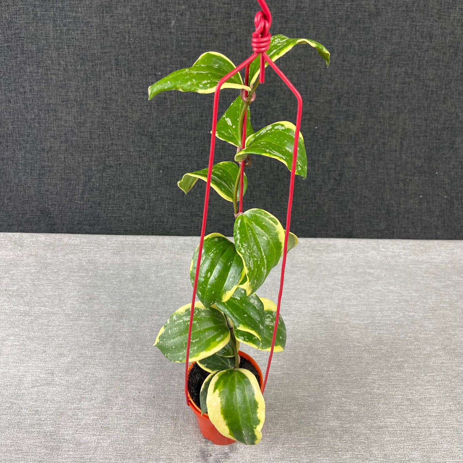 RP82-9 Hoya Latifolia Albomarginata Roundleaf Splash