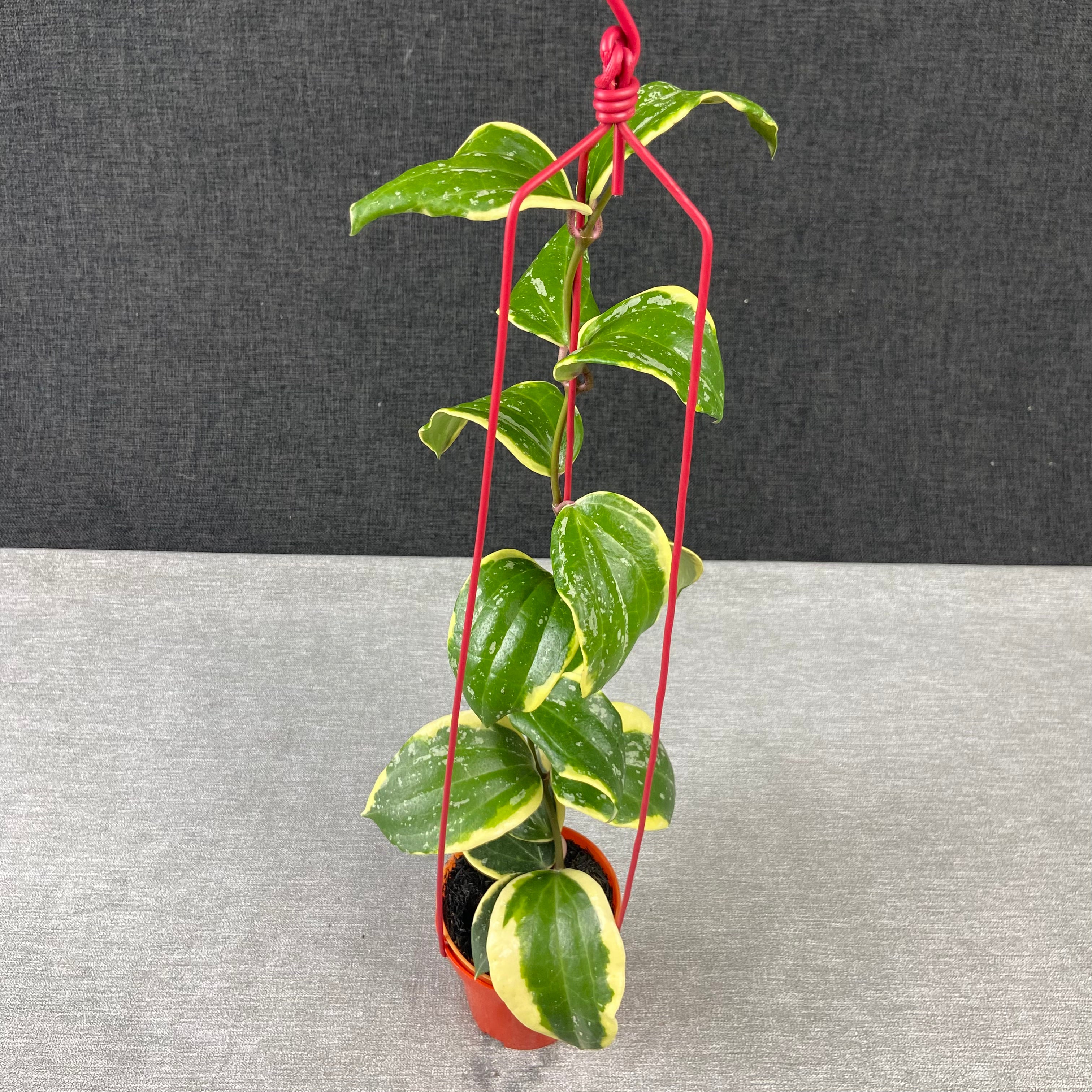 RP82-9 Hoya Latifolia Albomarginata Roundleaf Splash