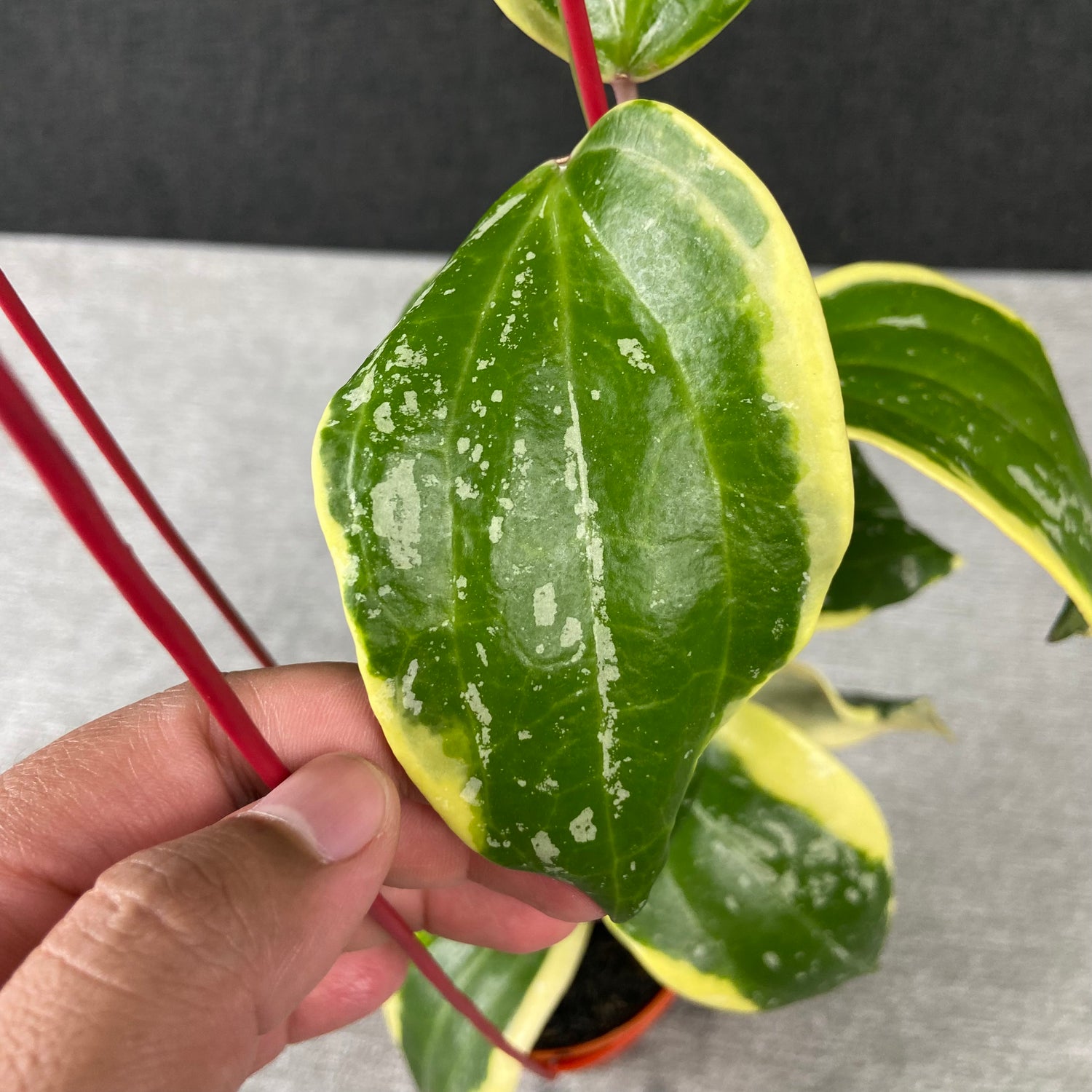 RP82-9 Hoya Latifolia Albomarginata Roundleaf Splash