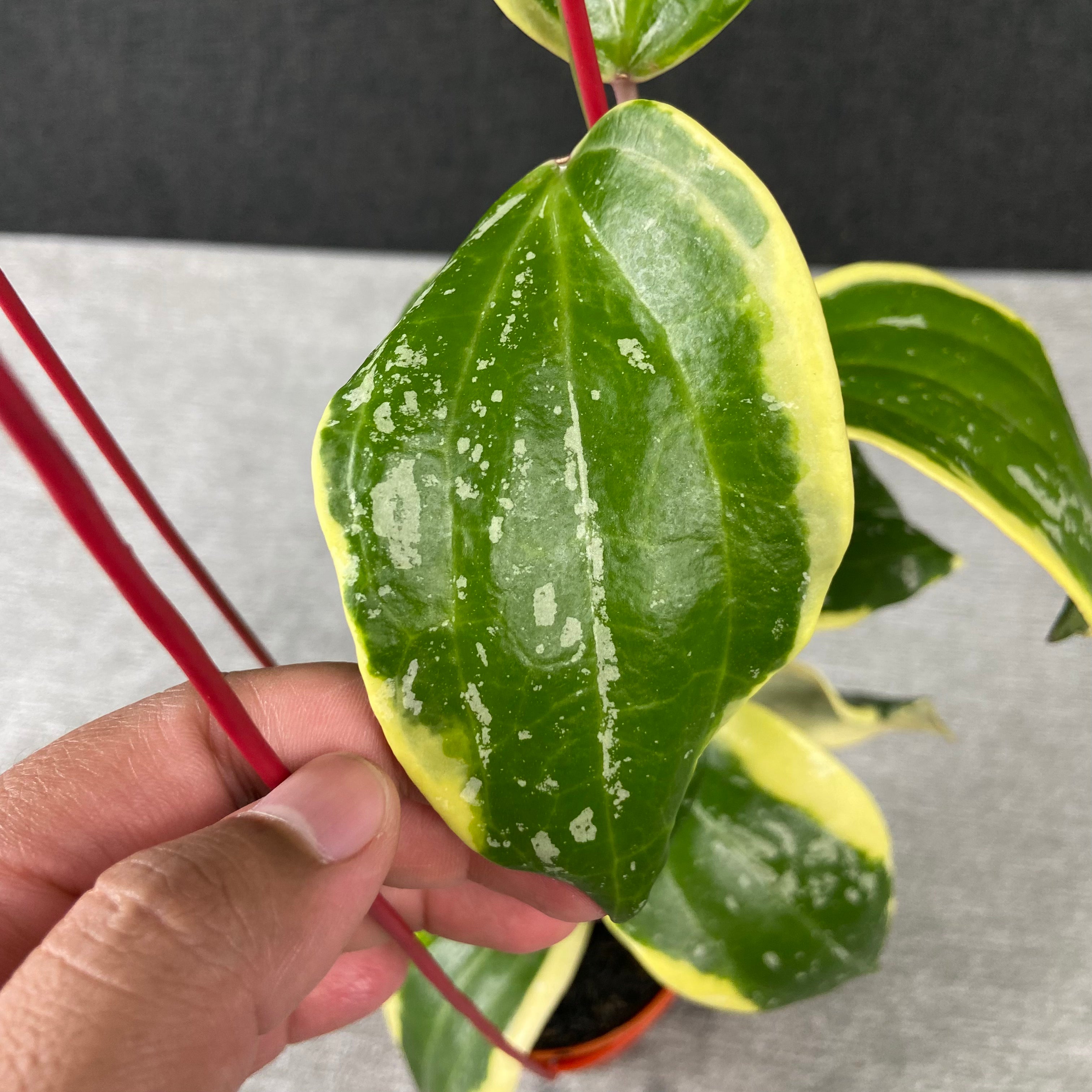 RP82-9 Hoya Latifolia Albomarginata Roundleaf Splash