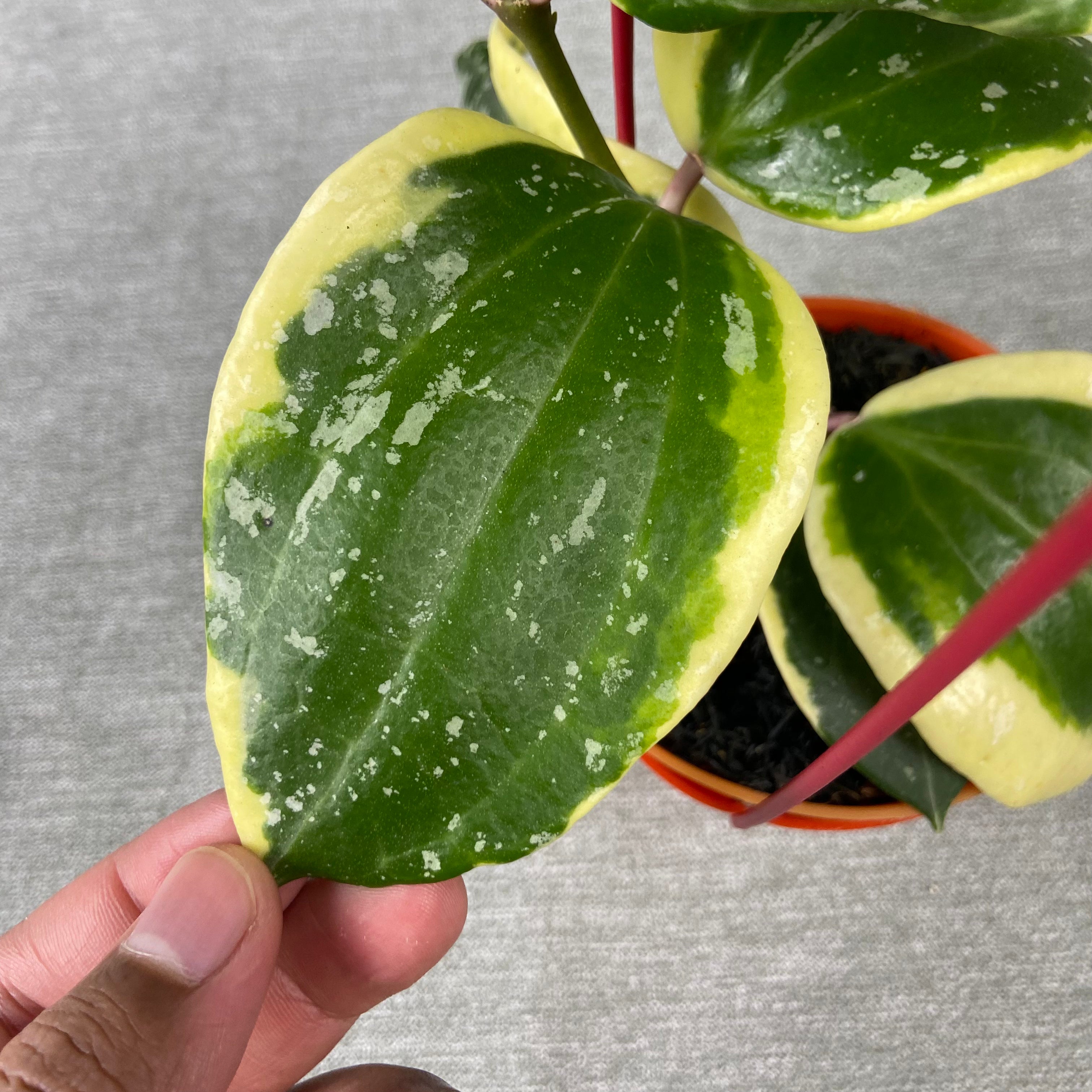 RP82-9 Hoya Latifolia Albomarginata Roundleaf Splash