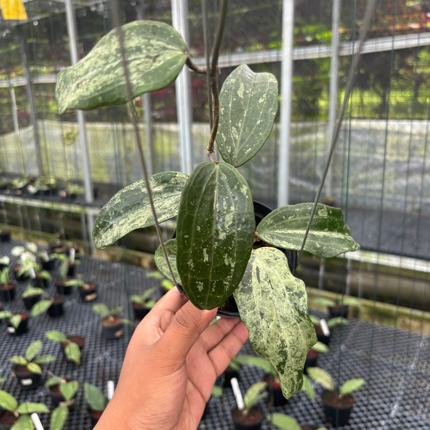 Hoya Macrophylla High Splash