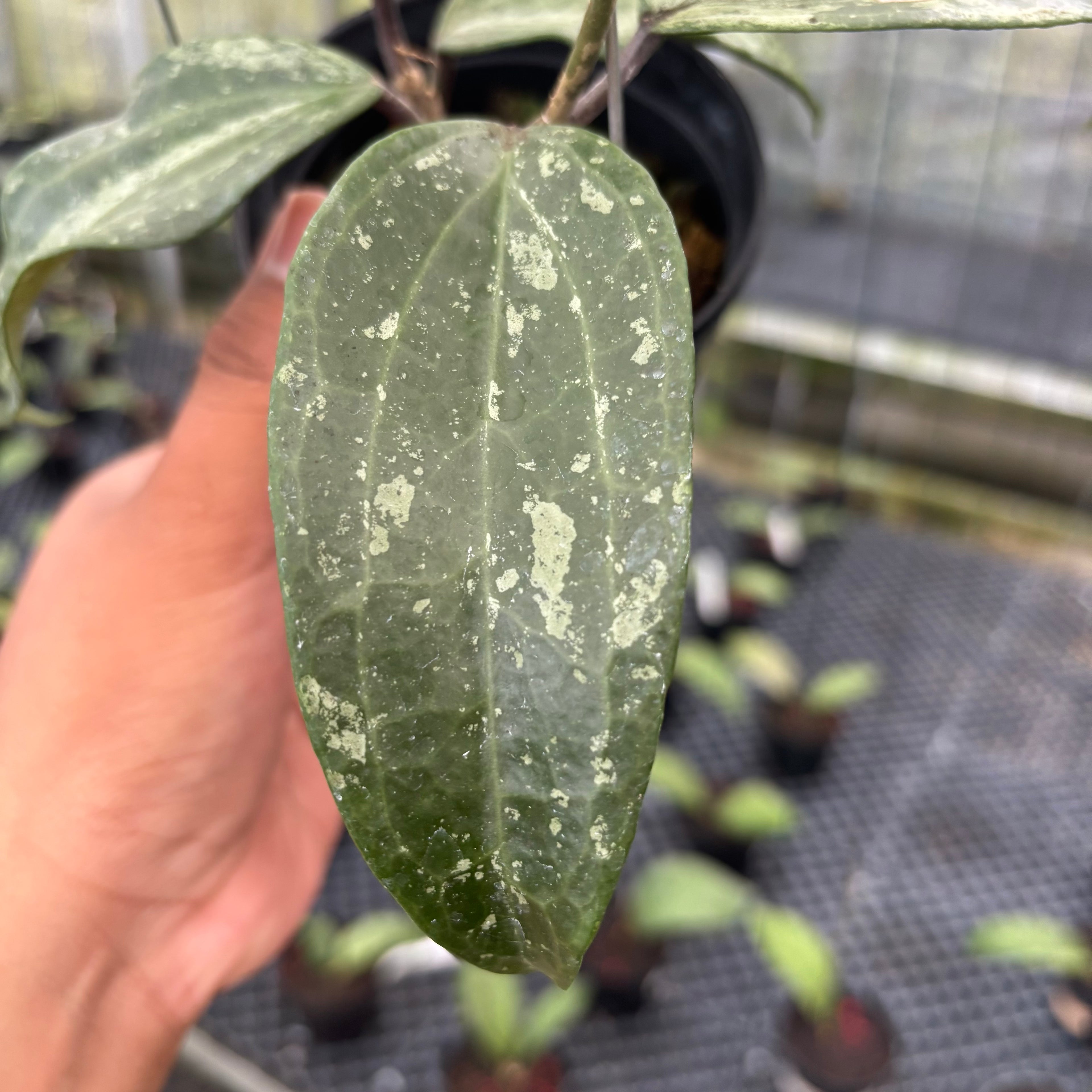 Hoya Macrophylla High Splash