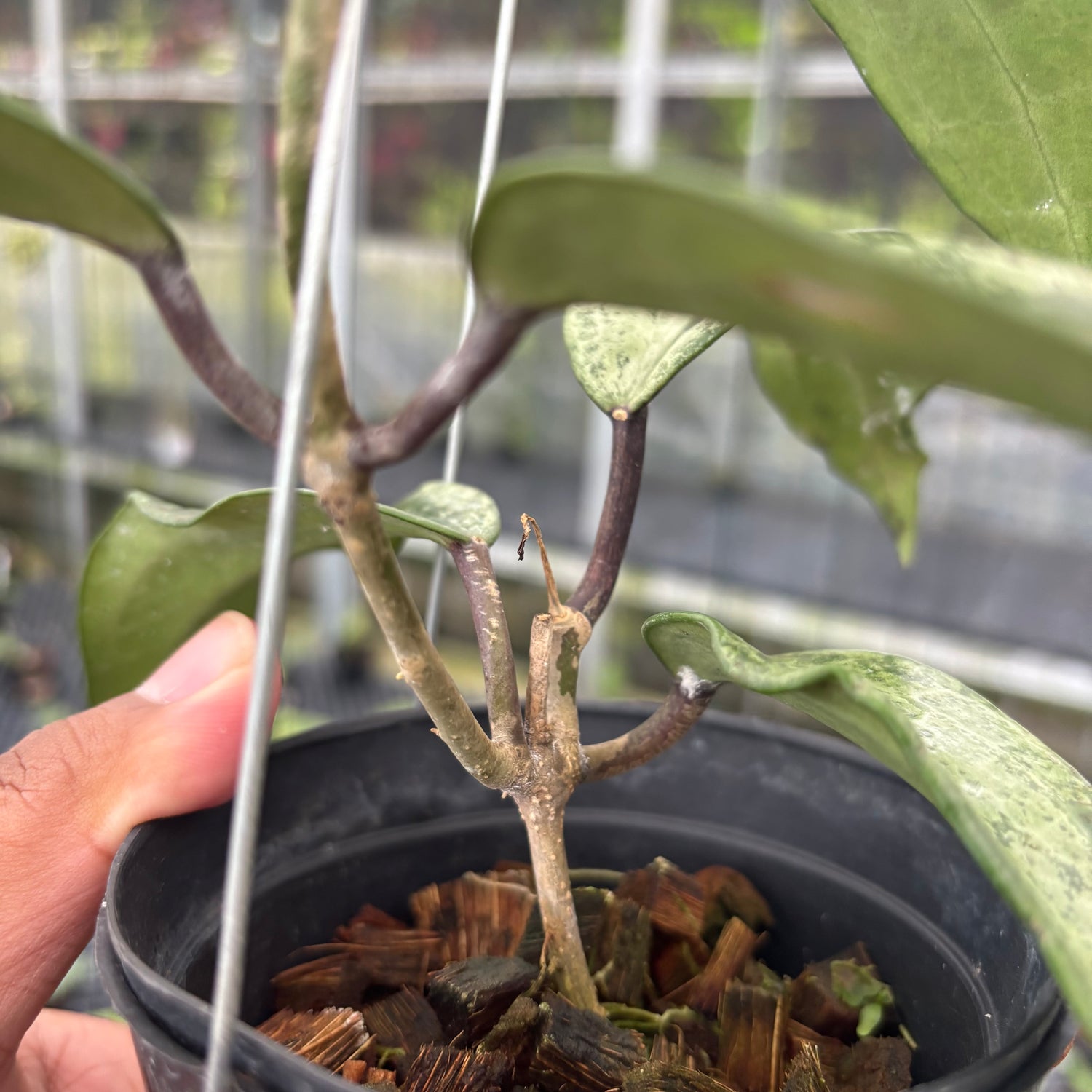 Hoya Macrophylla High Splash