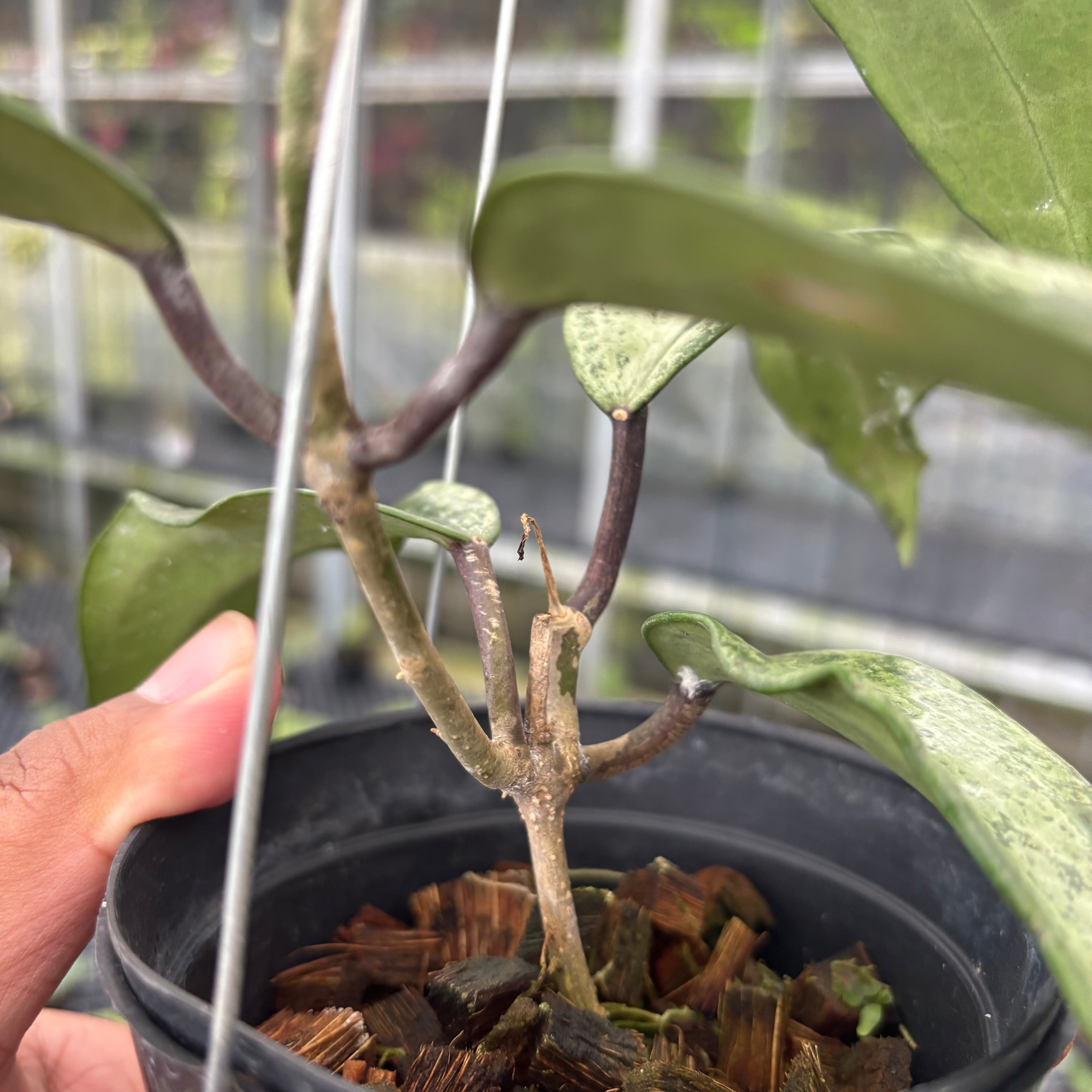 Hoya Macrophylla High Splash