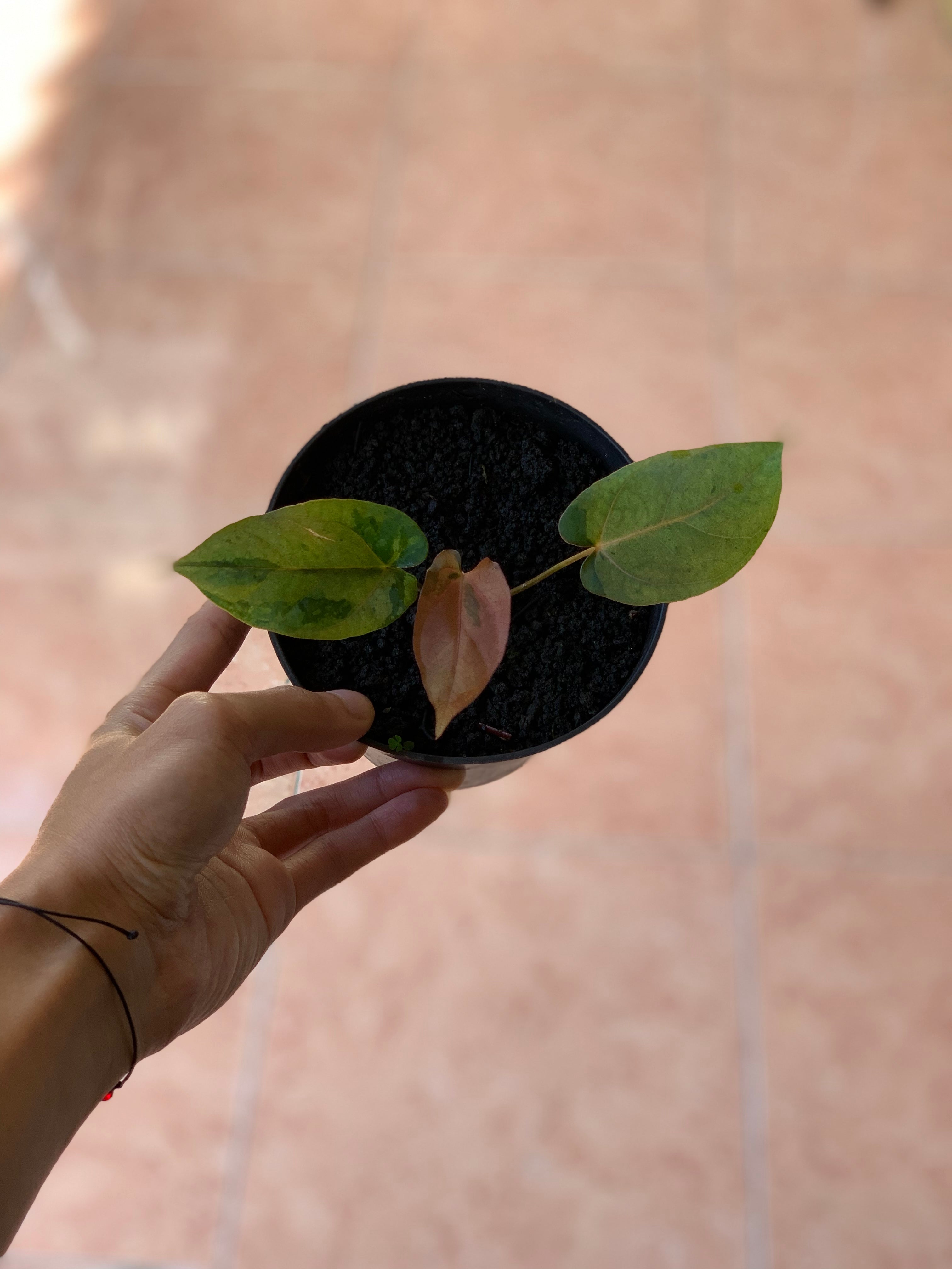 RP61-2 Anthurium Fortsherman x RVDP Pink Mint