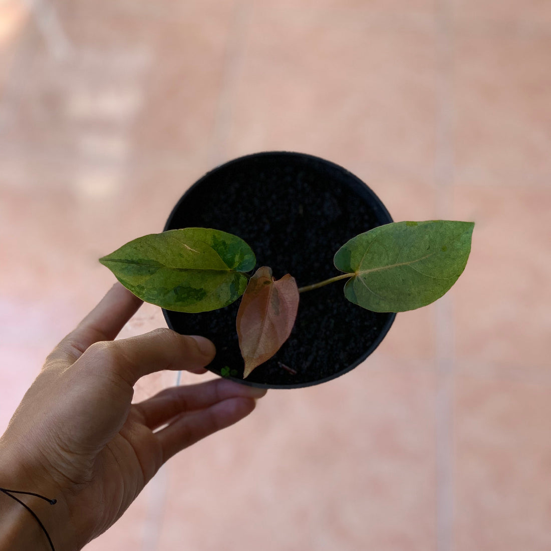 RP61-2 Anthurium Fortsherman x RVDP Pink Mint