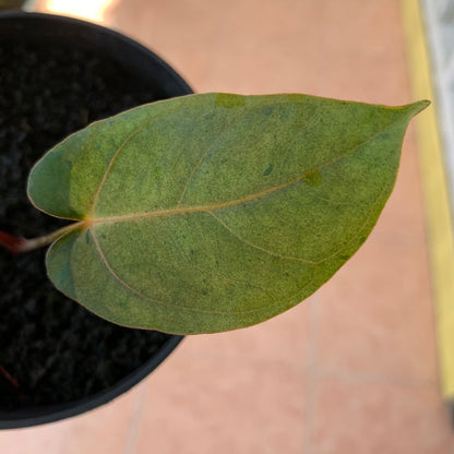 RP61-2 Anthurium Fortsherman x RVDP Pink Mint