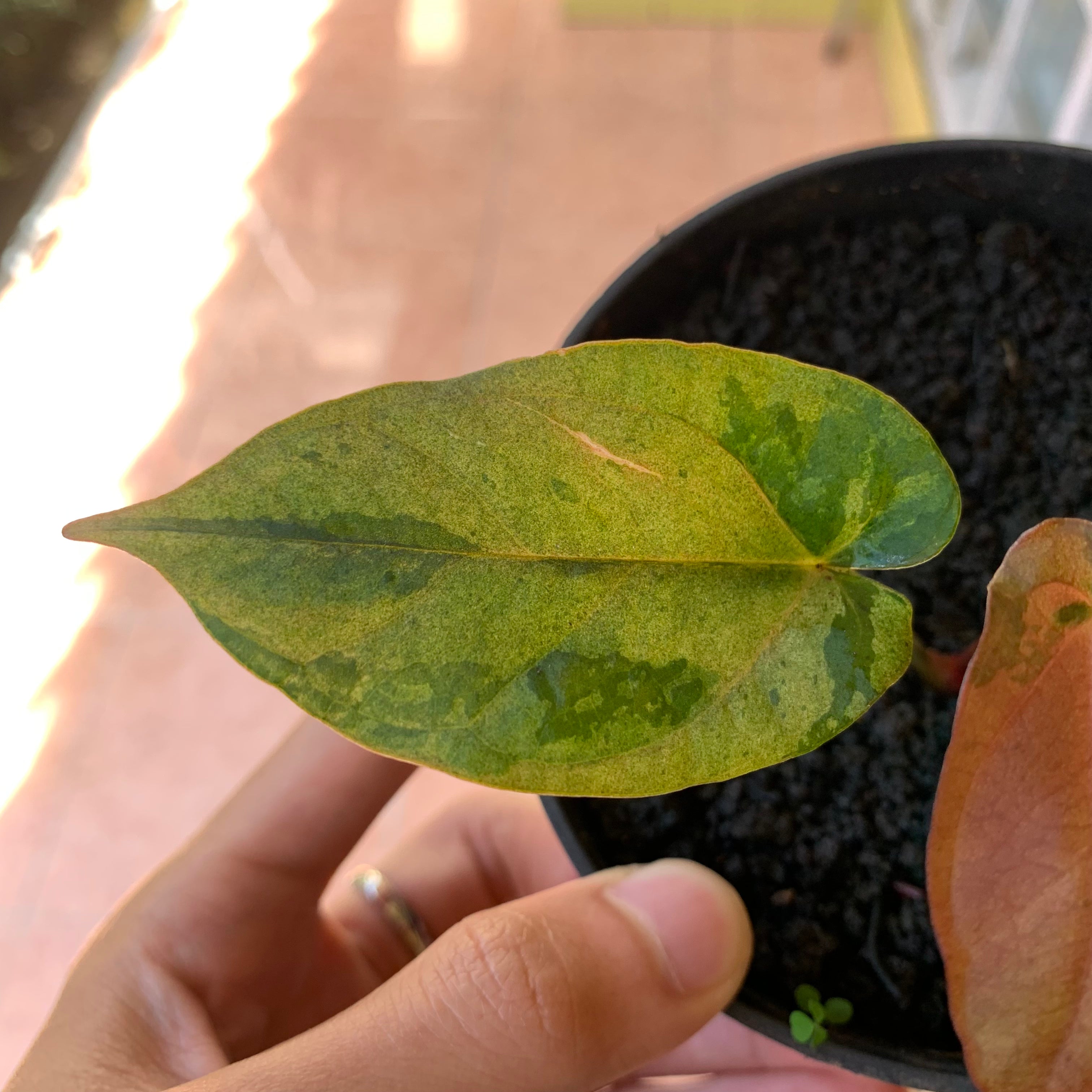 RP61-2 Anthurium Fortsherman x RVDP Pink Mint