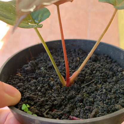 RP61-2 Anthurium Fortsherman x RVDP Pink Mint