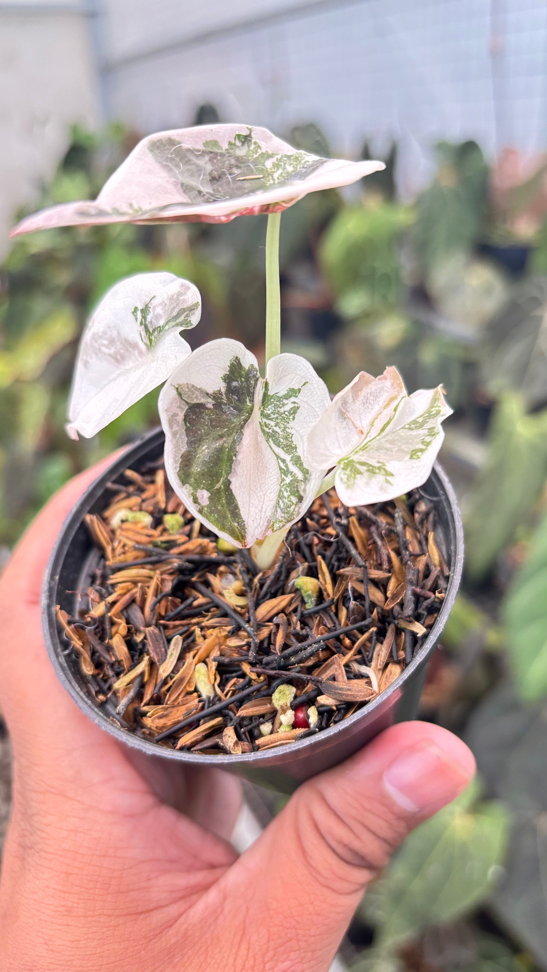 Alocasia Cuprea Pink Variegated – Greenspaces.id