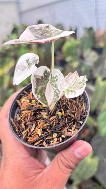 Alocasia Cuprea Pink Variegated