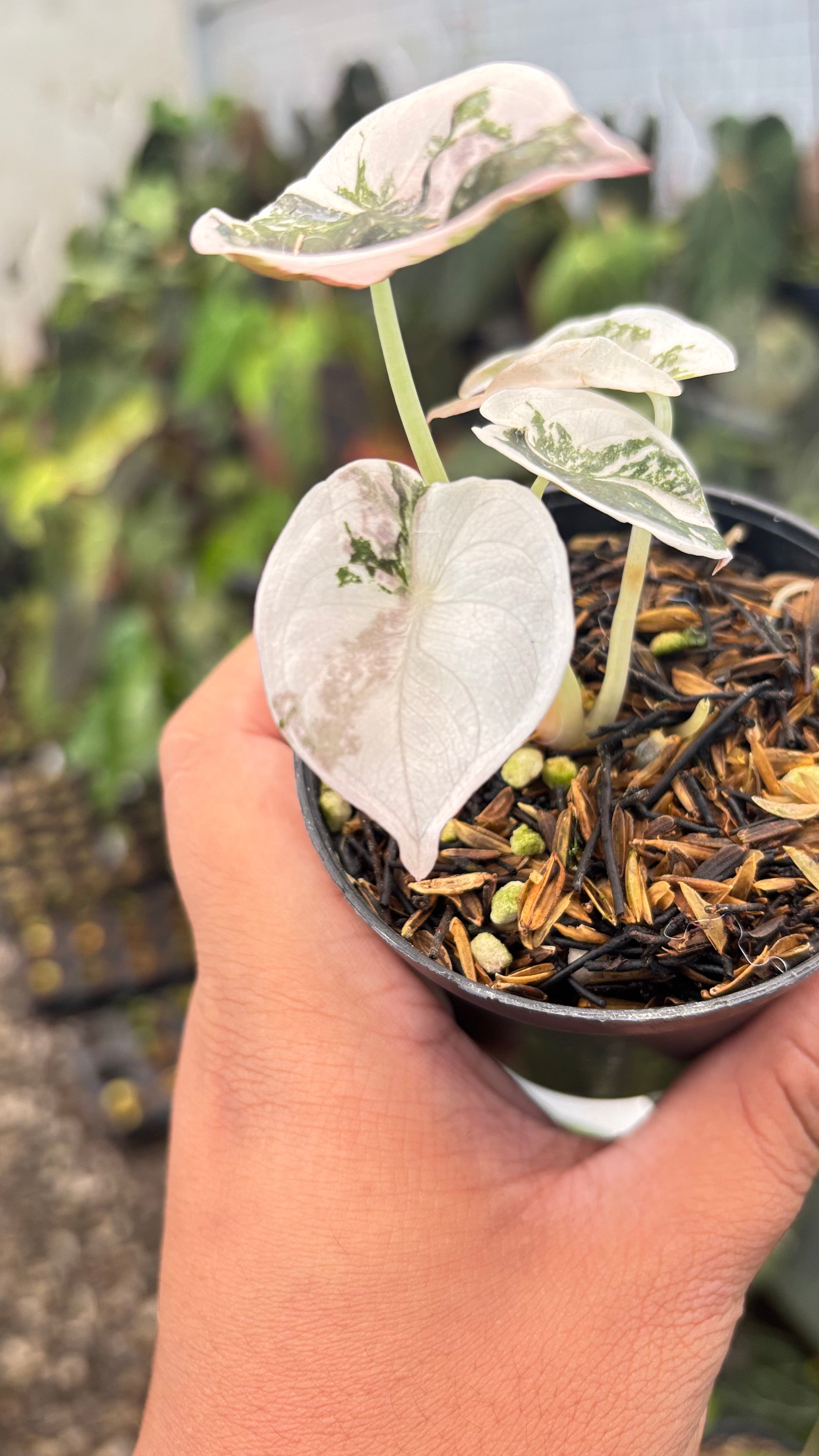 Alocasia Cuprea Pink Variegated – Greenspaces.id