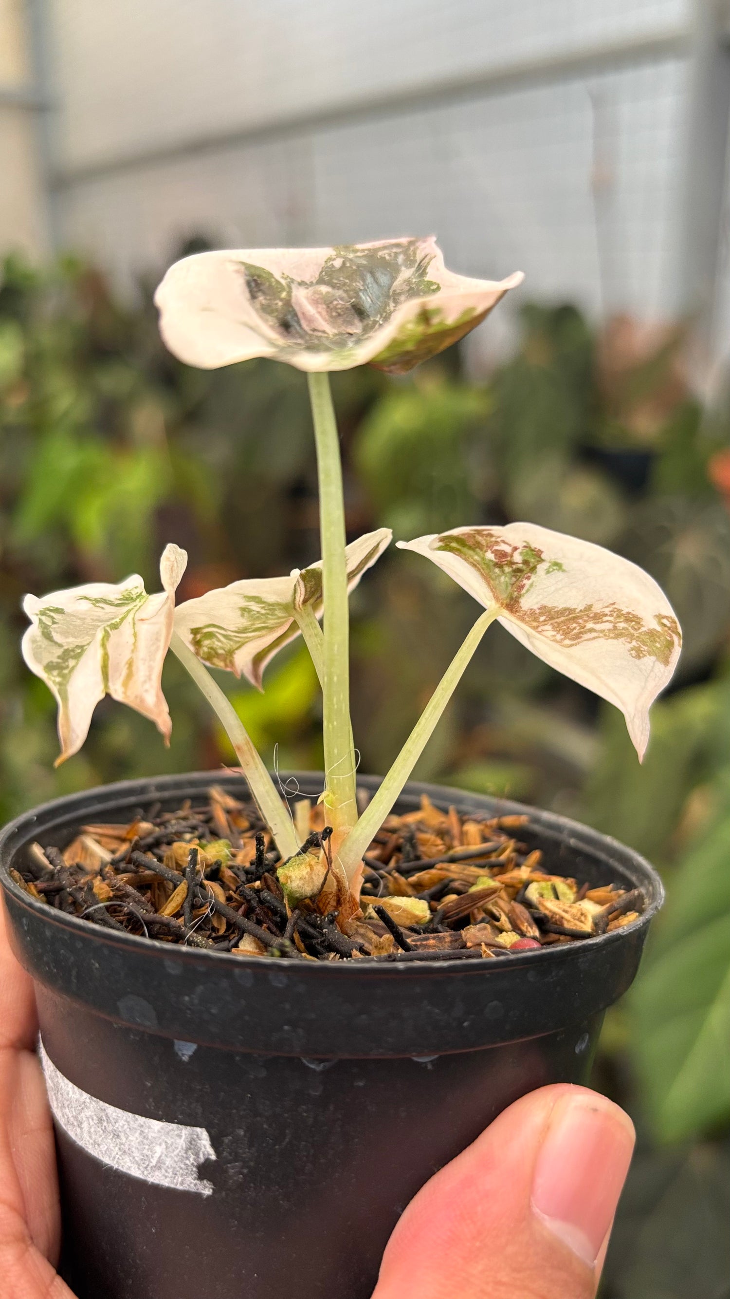 Alocasia Cuprea Pink Variegated