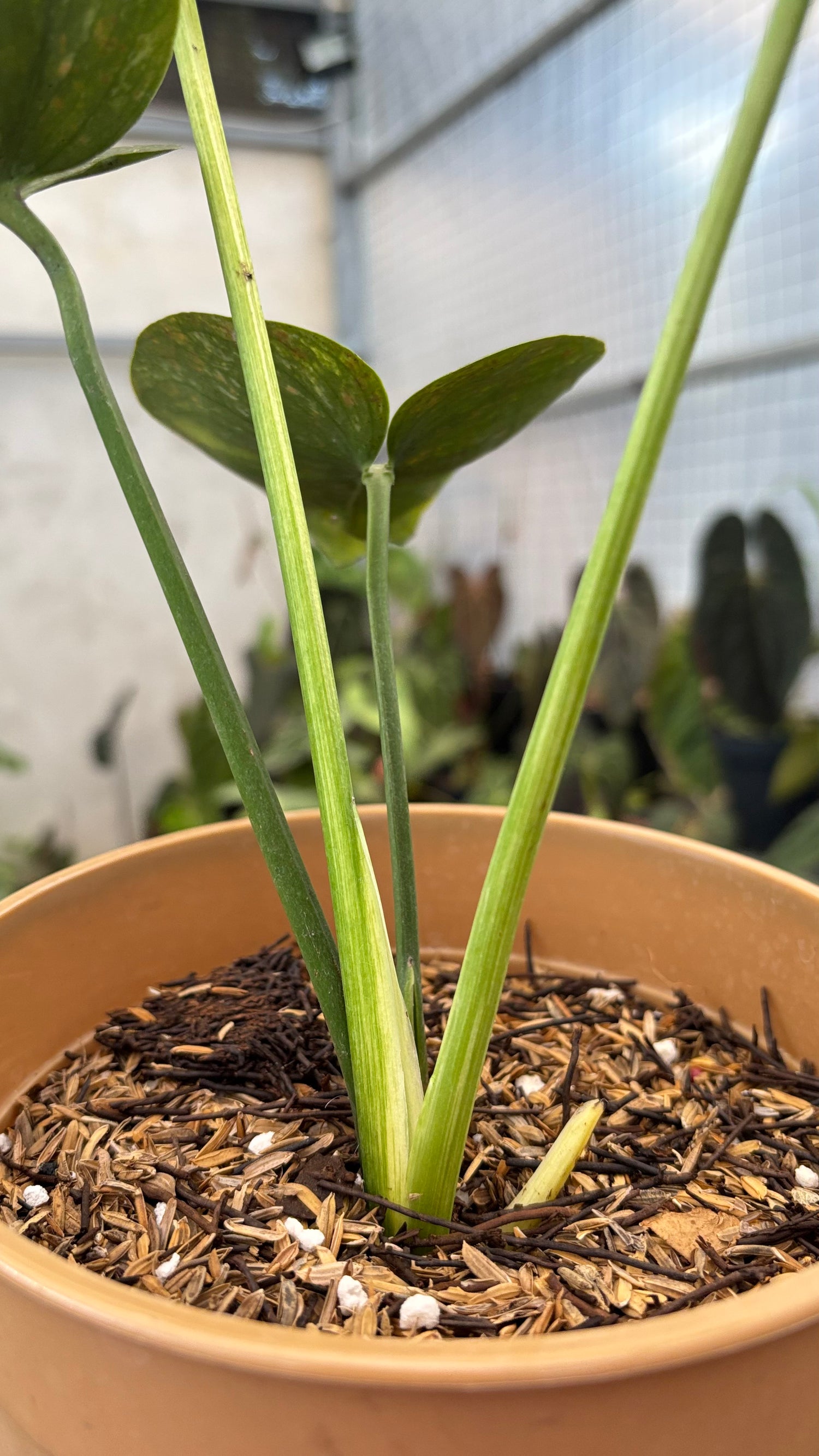Monstera Deliciosa &quot;Siam Mint&quot;