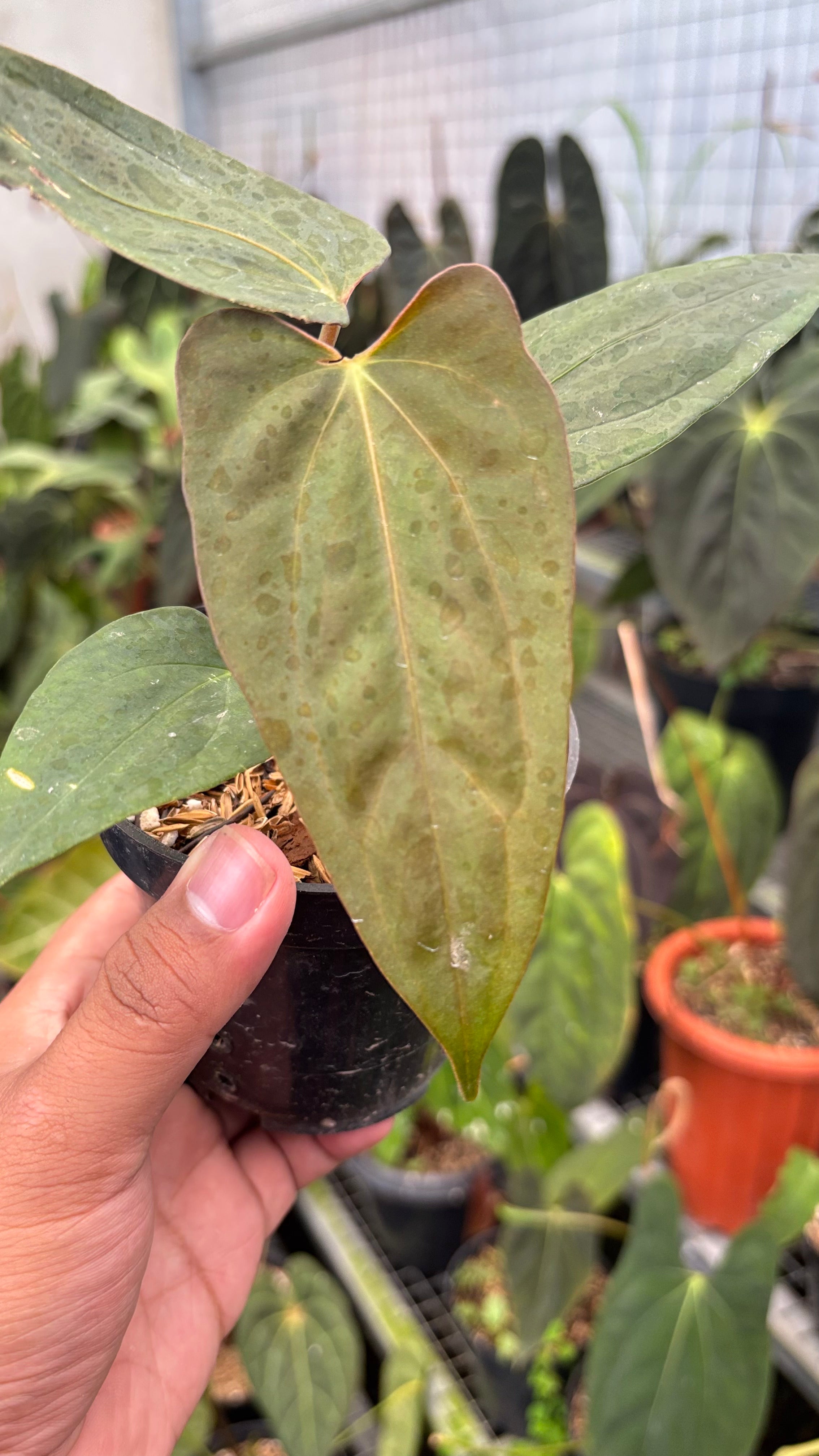 Anhturium Portilae Indo x RL