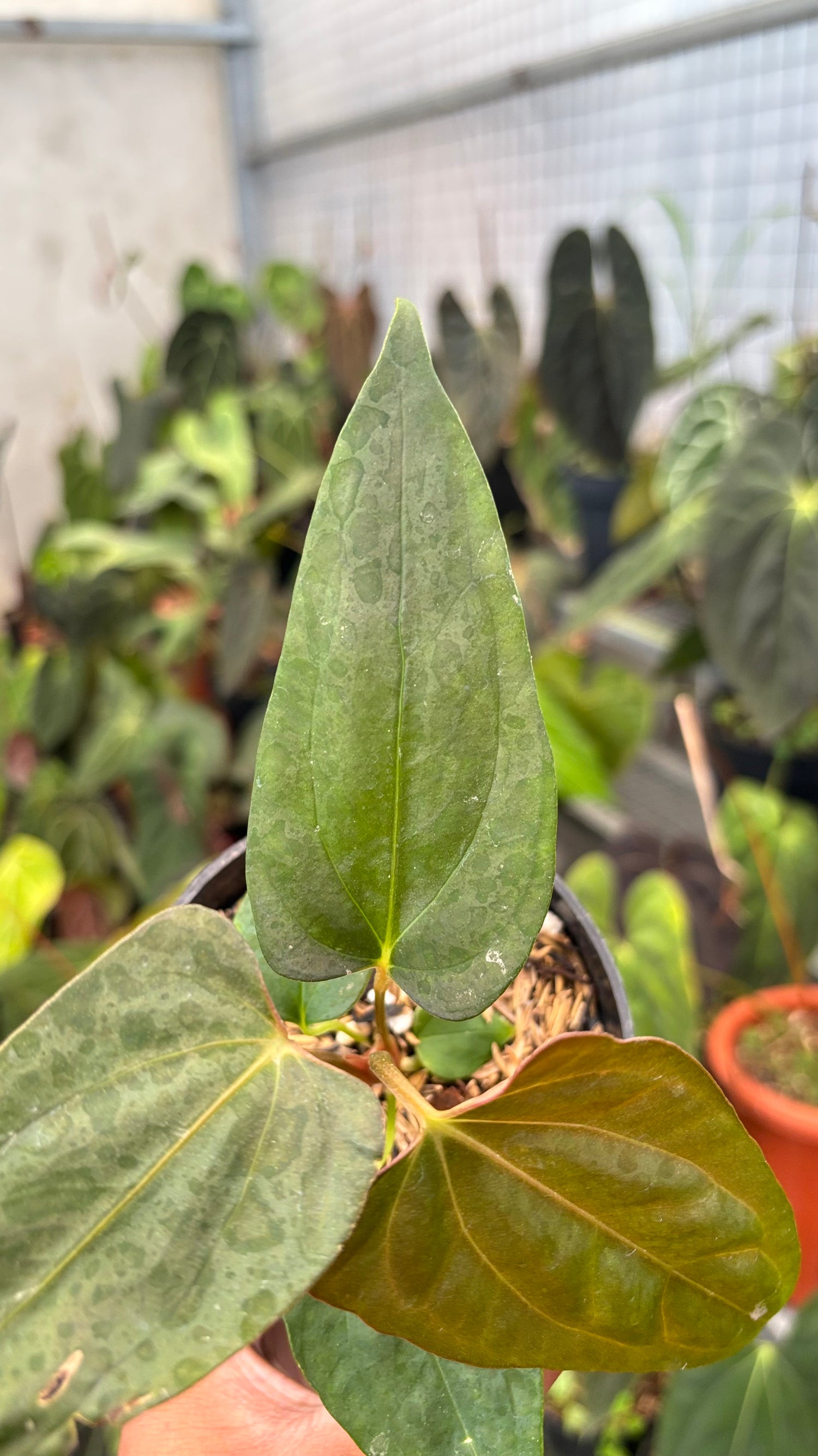 Anhturium Portilae Indo x RL