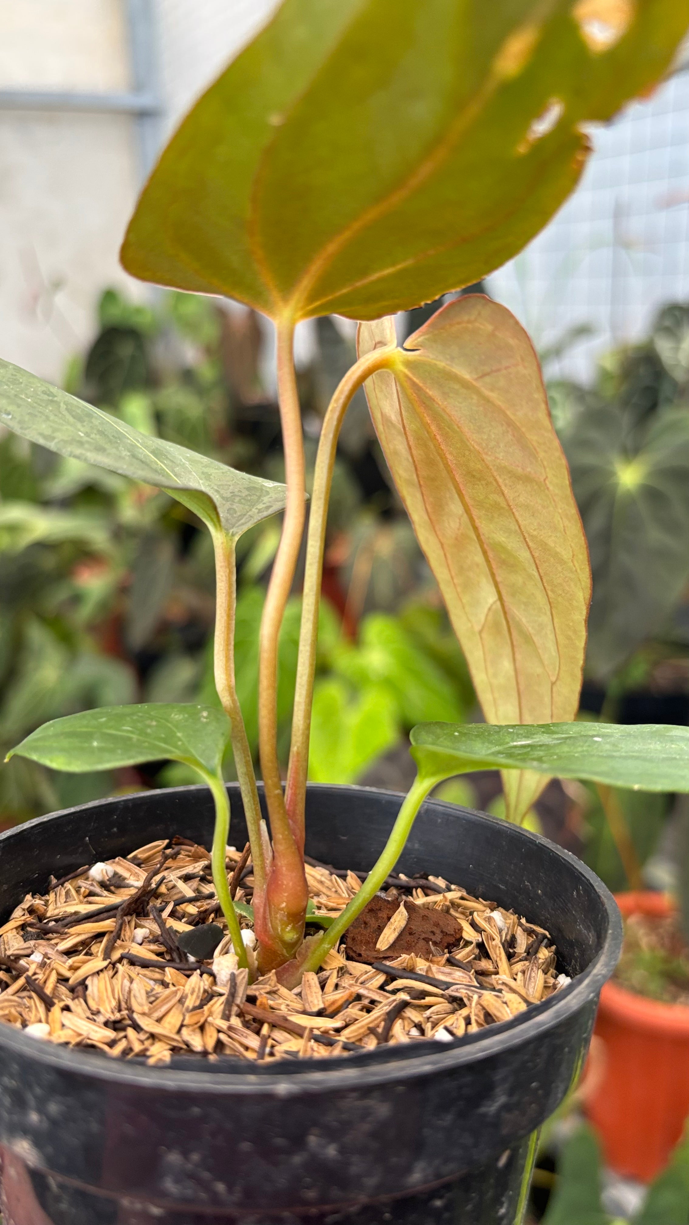 Anhturium Portilae Indo x RL