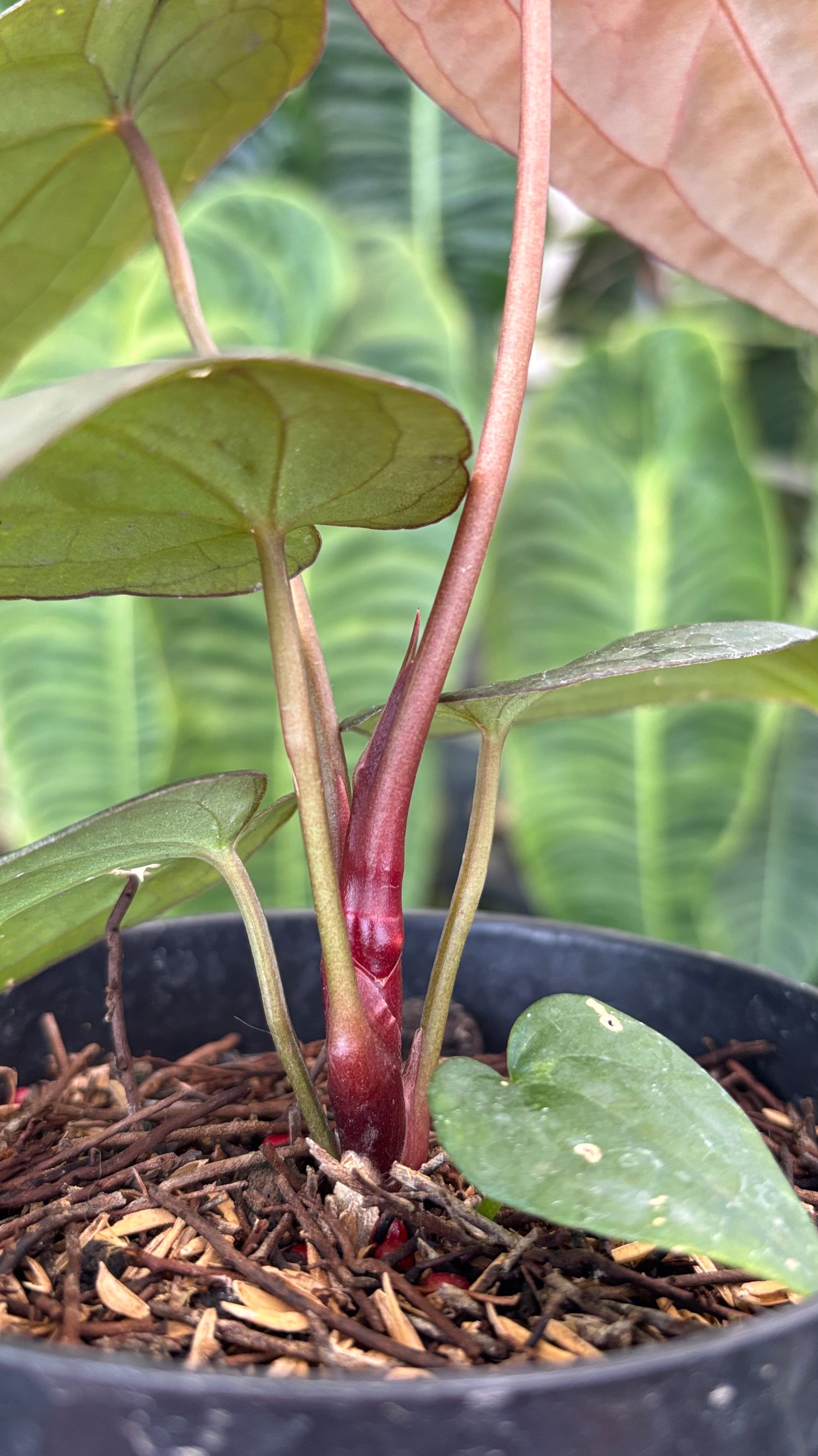 Anthurium RVDP x Black Muscle – Greenspaces.id