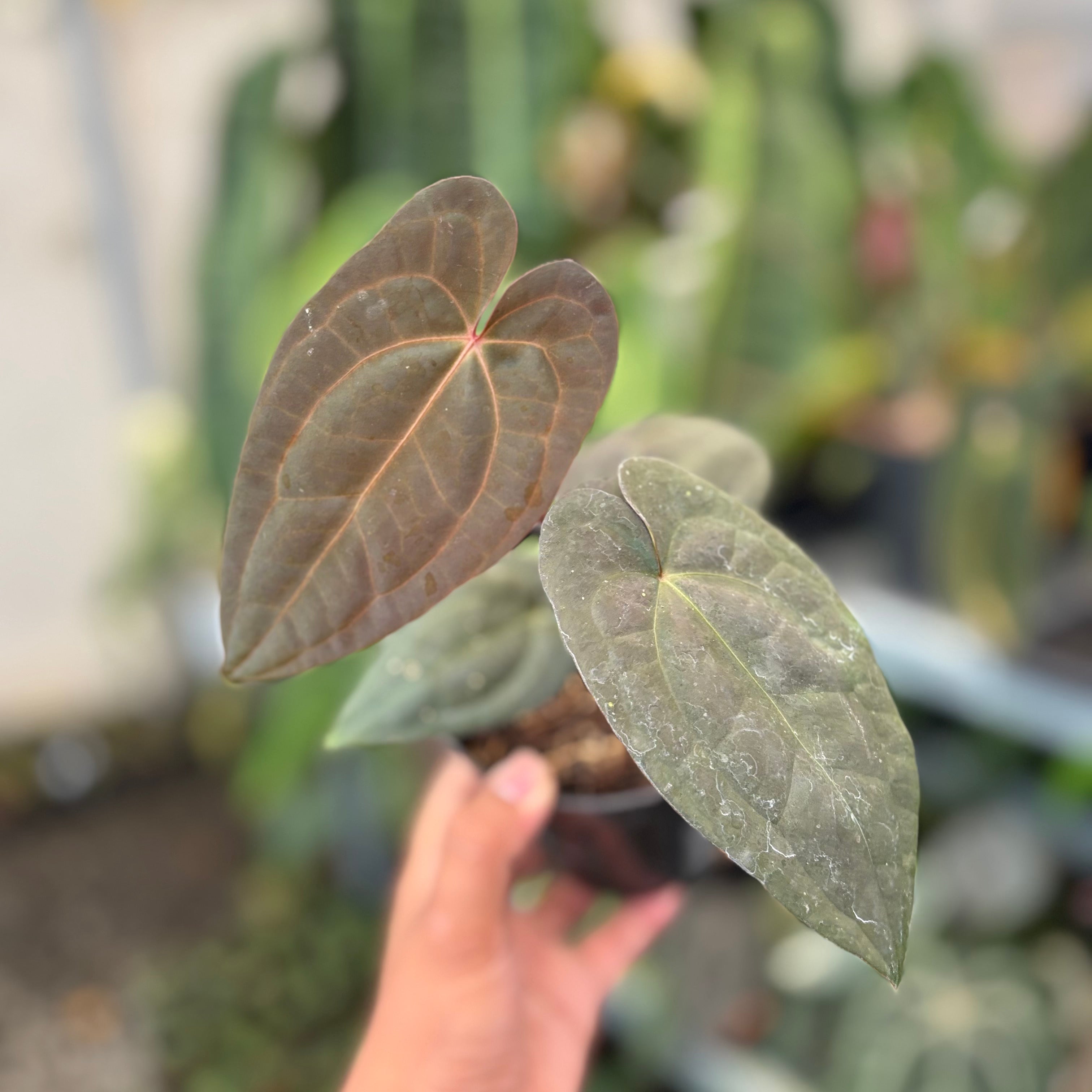 Anthurium RVDP x Black Muscle – Greenspaces.id