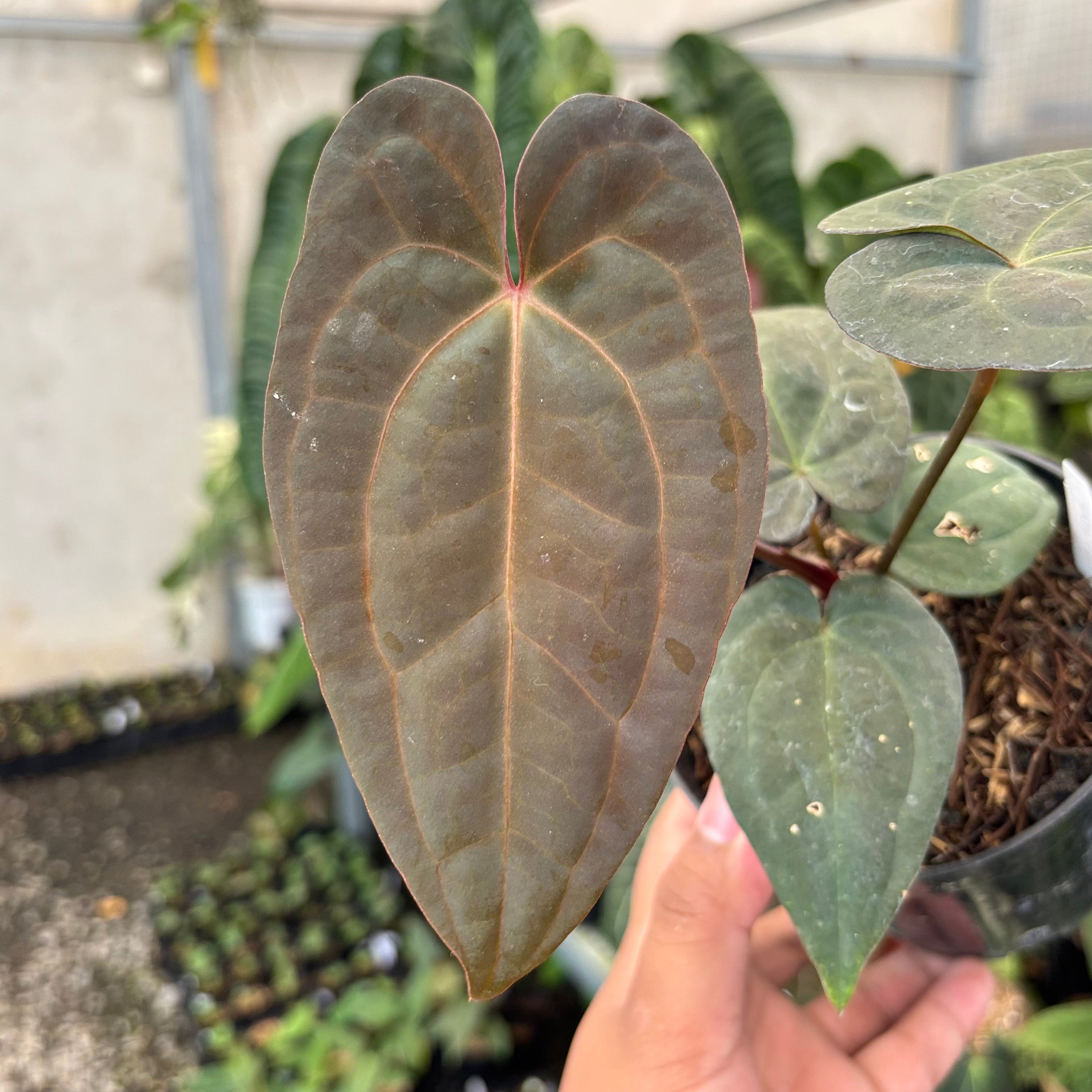 Anthurium RVDP x Black Muscle – Greenspaces.id
