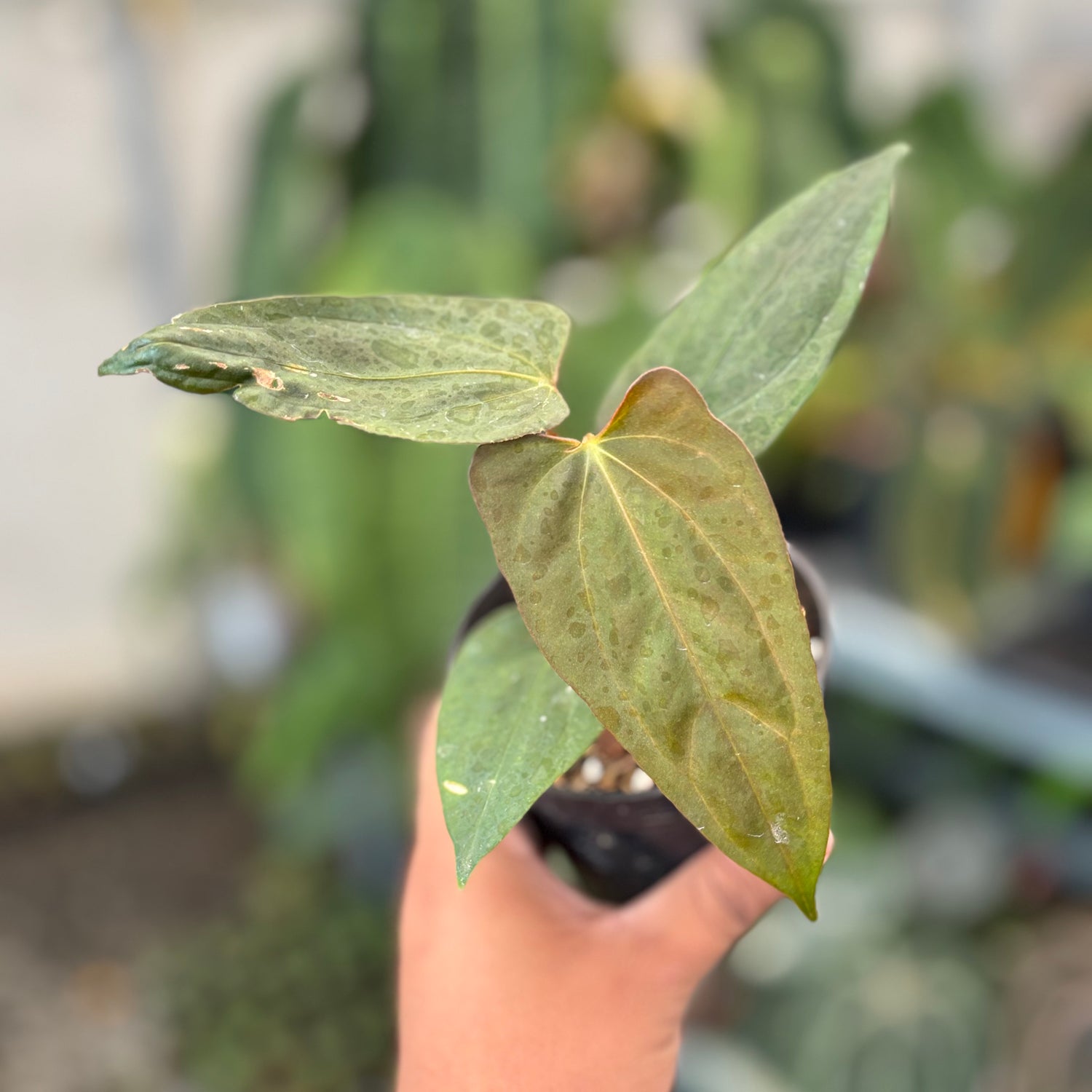 Anhturium Portilae Indo x RL