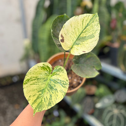 Monstera Deliciosa "Siam Mint"