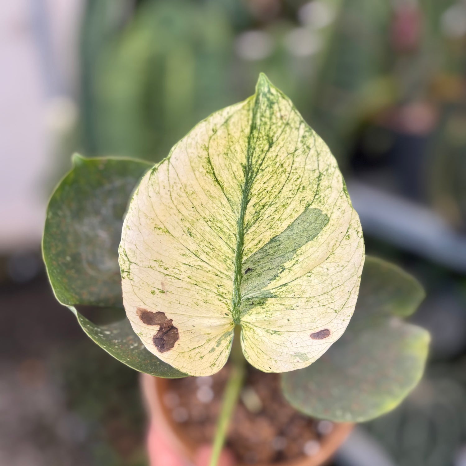 Monstera Deliciosa &quot;Siam Mint&quot;