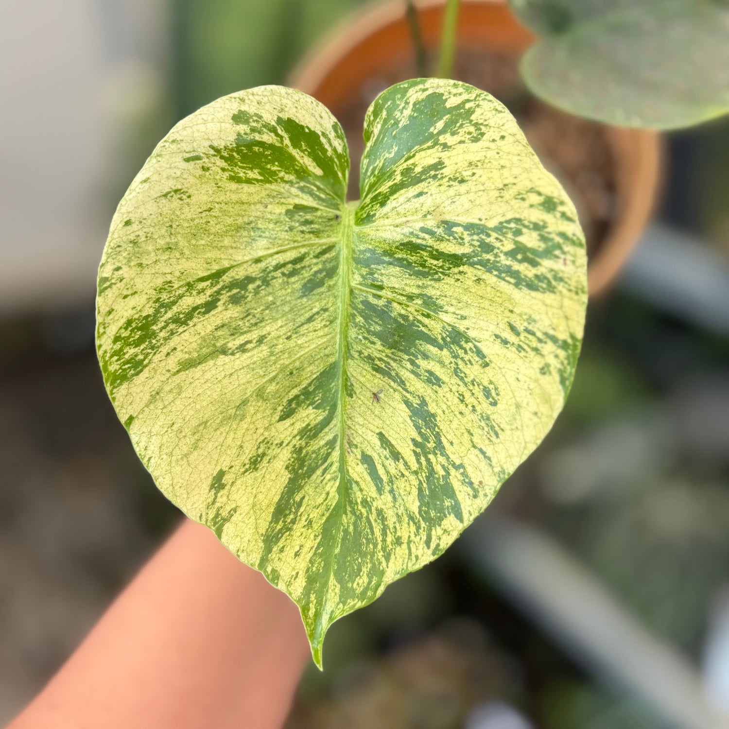 Monstera Deliciosa &quot;Siam Mint&quot;