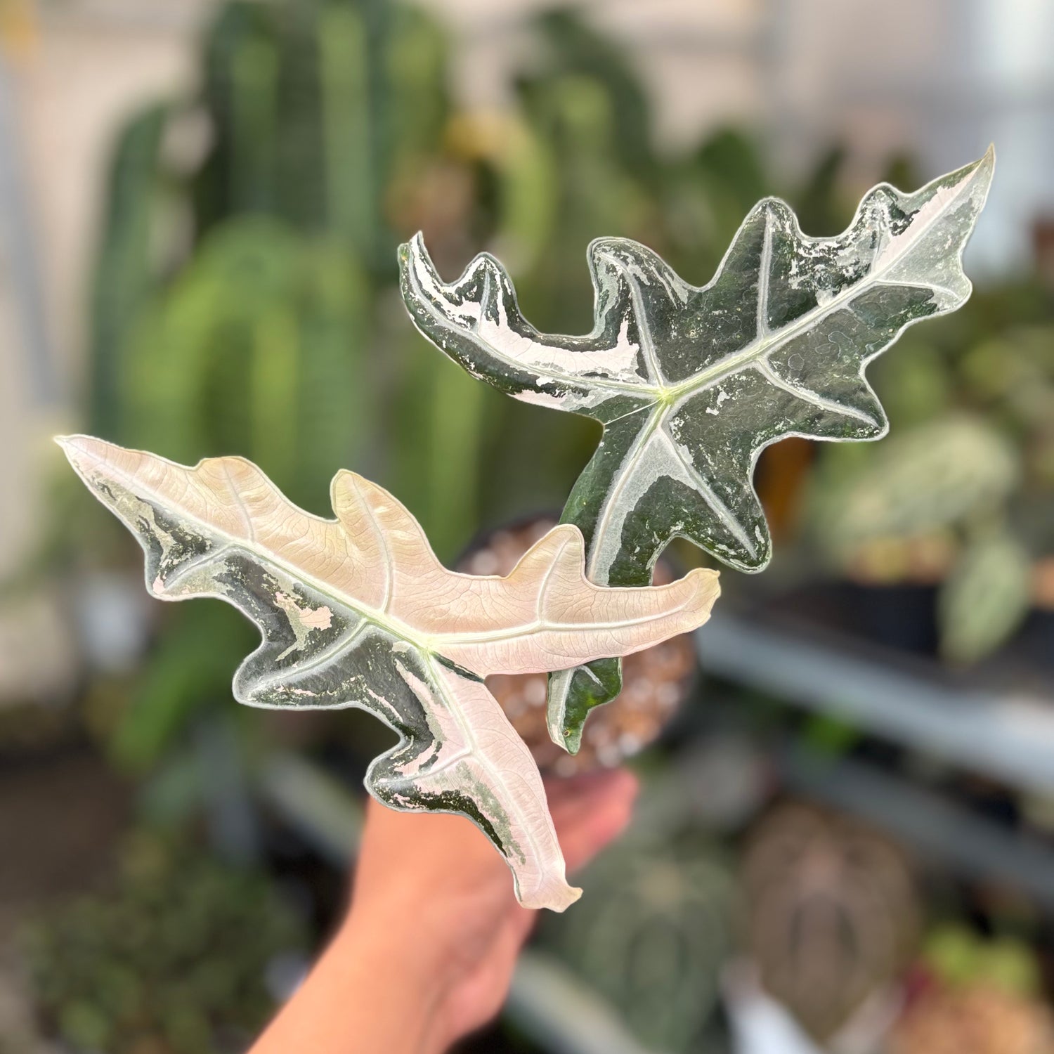 Alocasia Nobilis Variegated