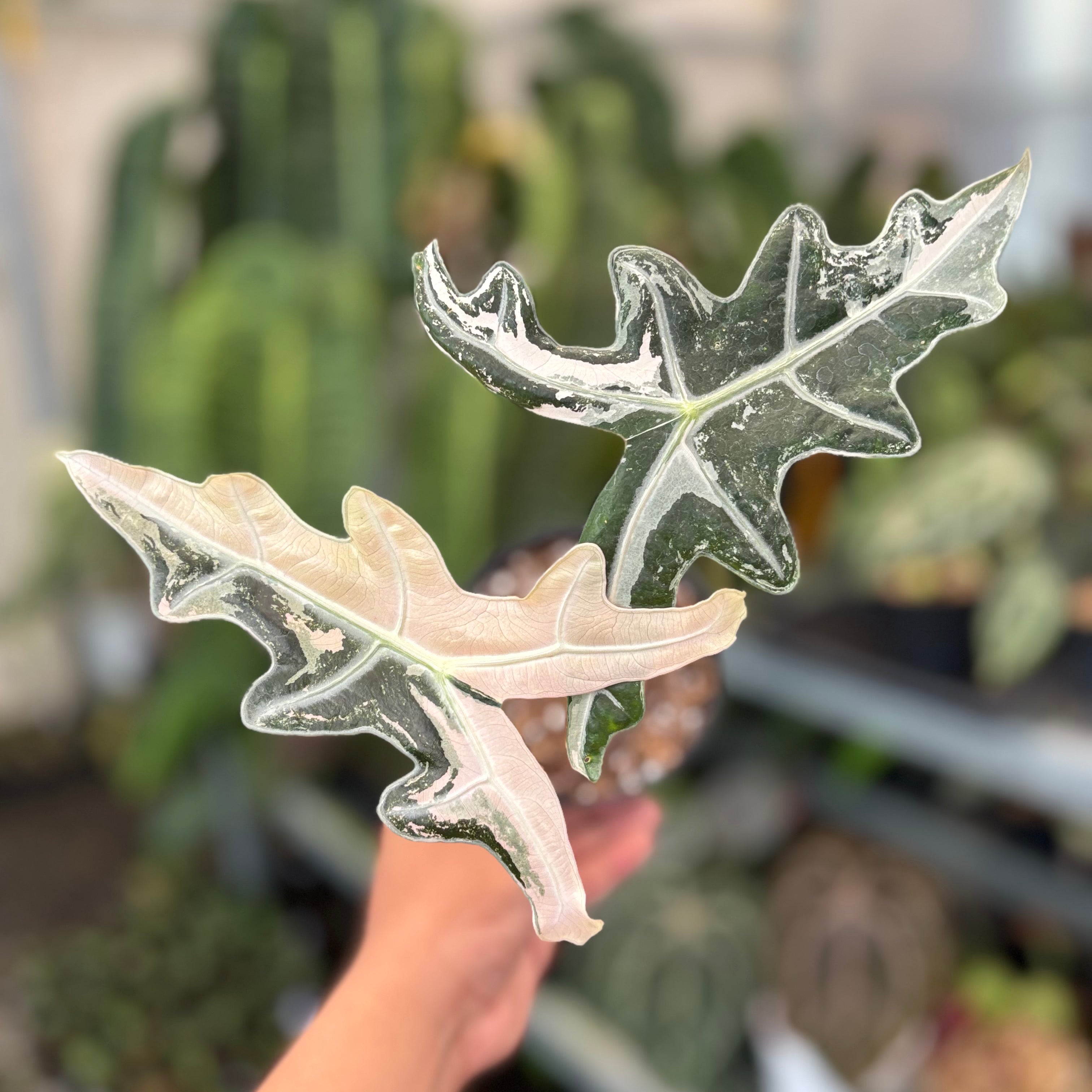 Alocasia Nobilis Variegated