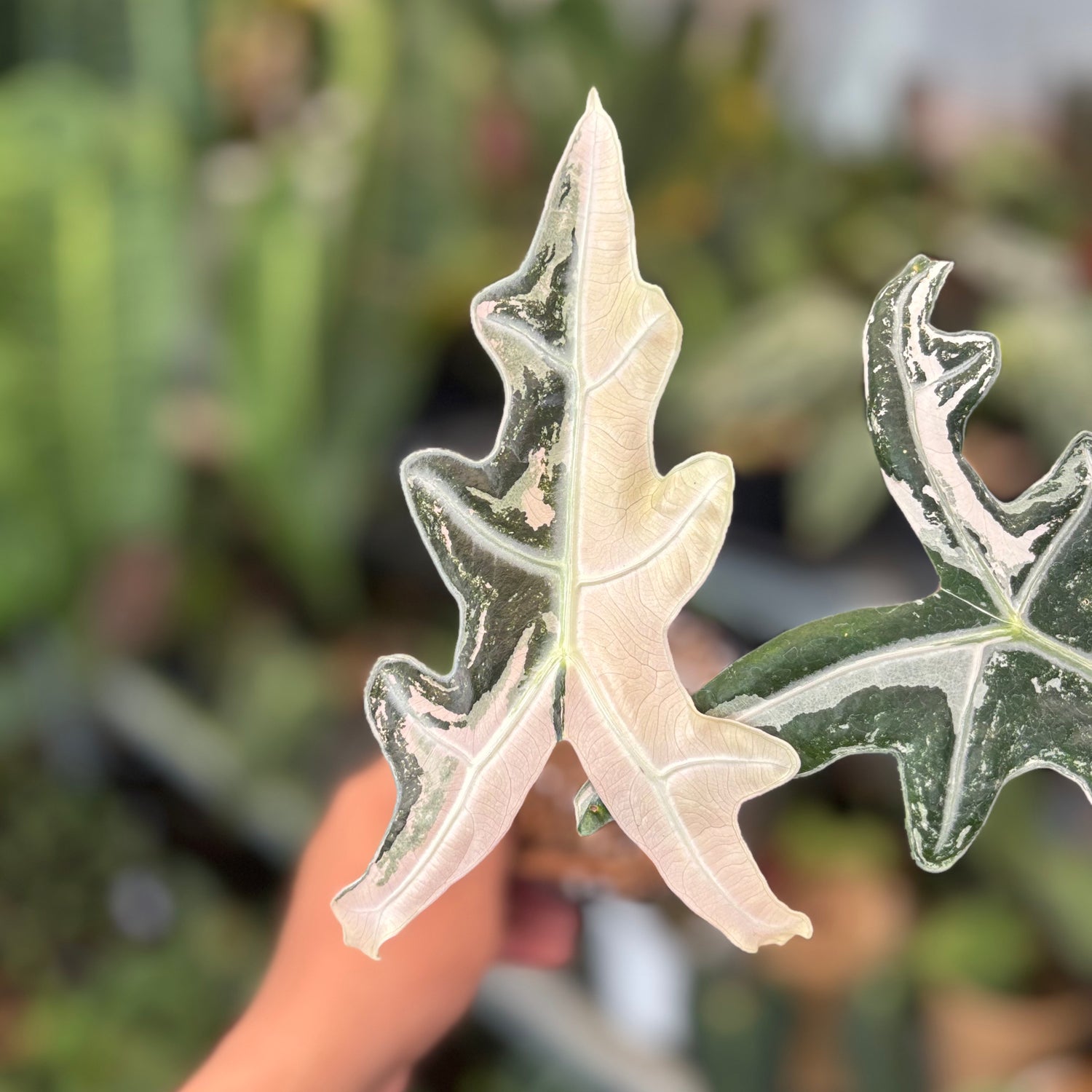 Alocasia Nobilis Variegated