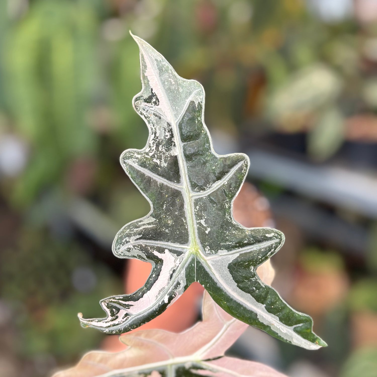 Alocasia Nobilis Variegated