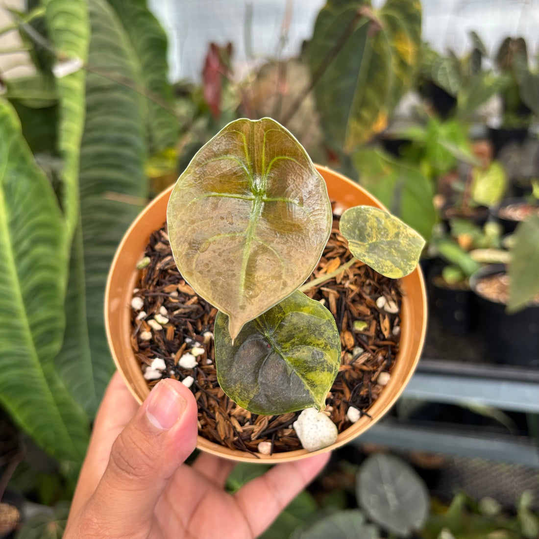 Alocasia Cuprea Latte