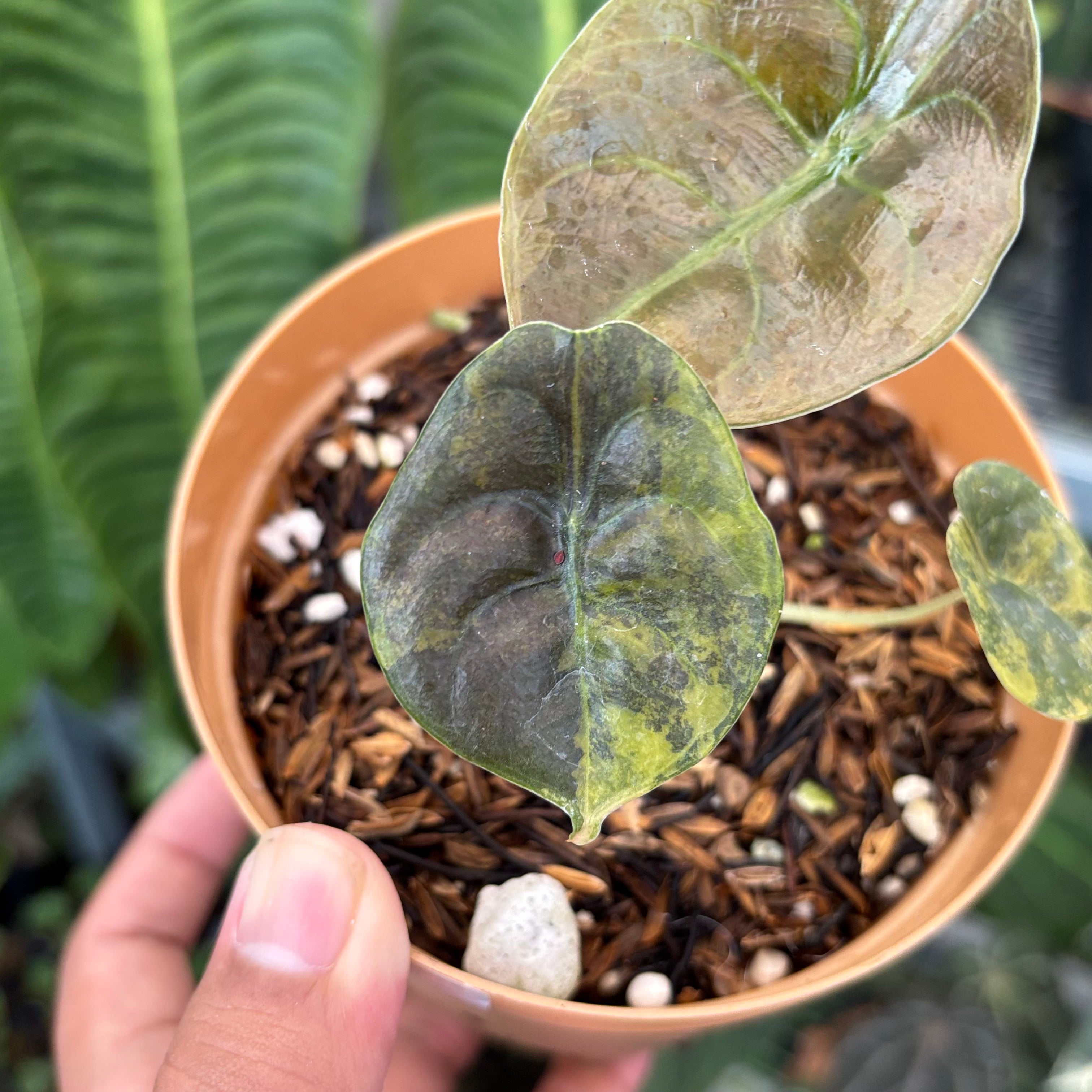 Alocasia Cuprea Latte