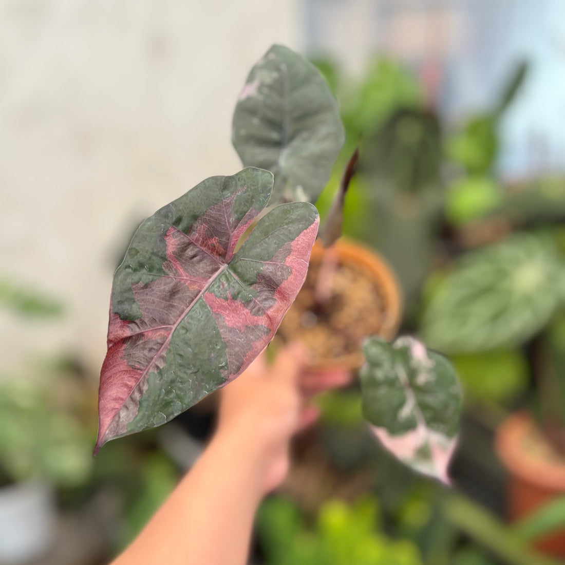 Alocasia Yucatan Princess